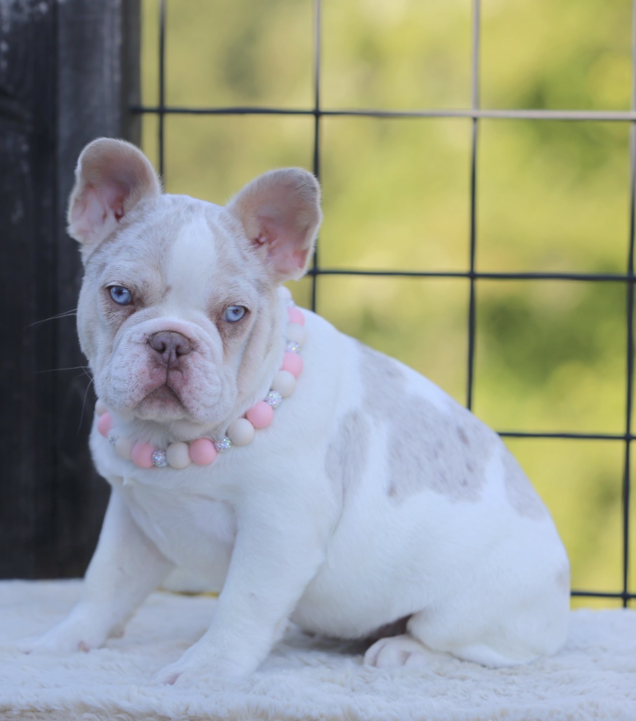 Akc French bulldog rare image 1
