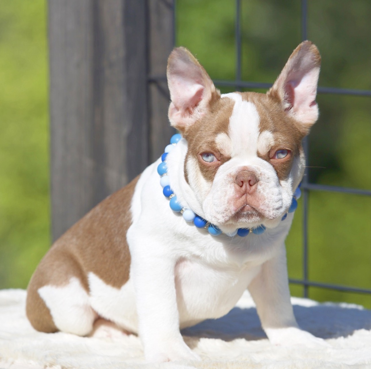 Rare akc French bulldog image 1