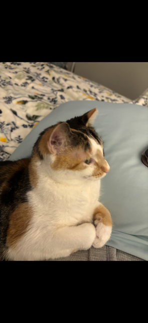 Cat image 1