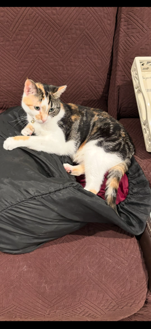 Cat image 2