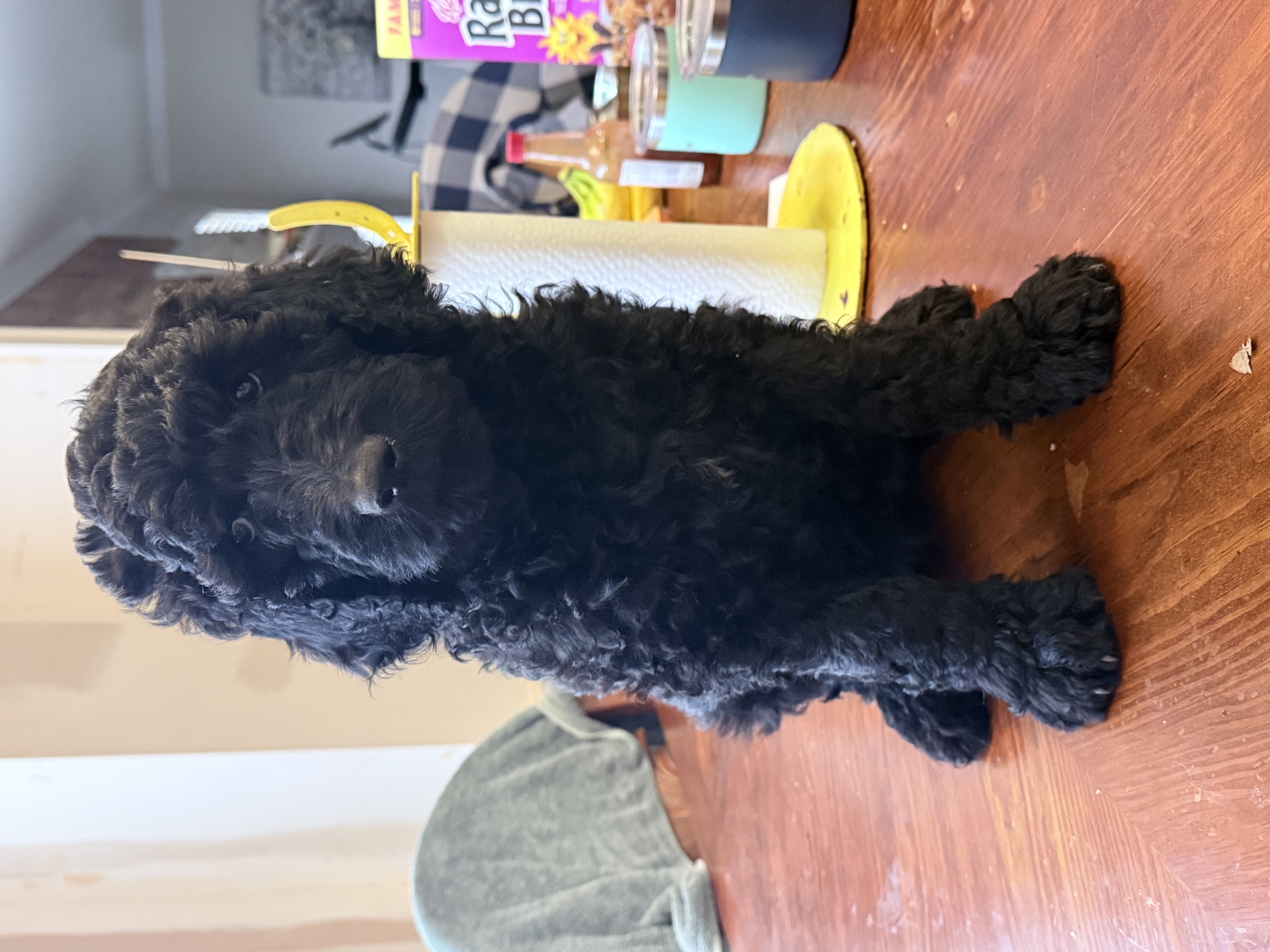 Standard Goldendoodles image 1