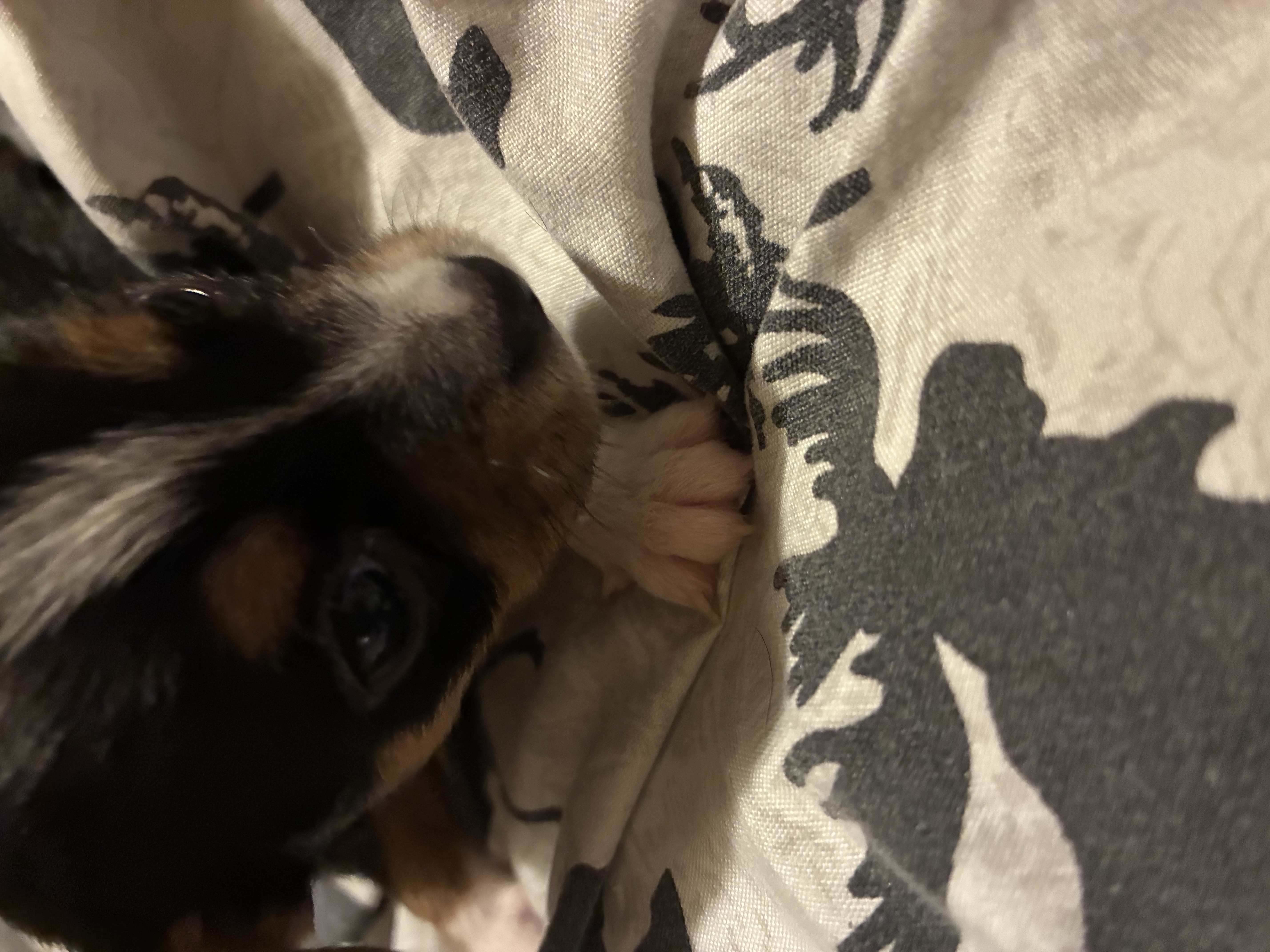 Chihuahua image 4