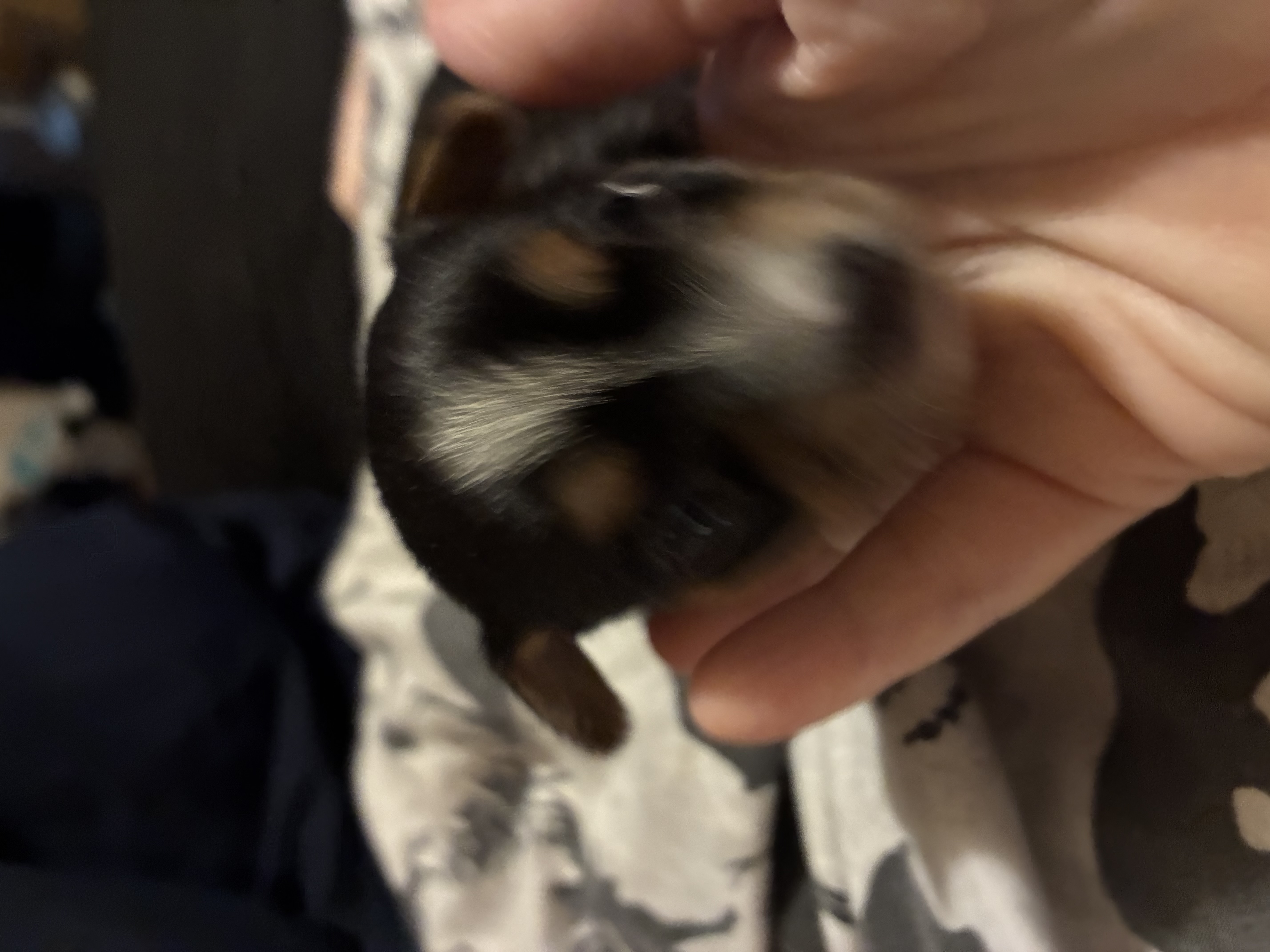 Chihuahua image 2