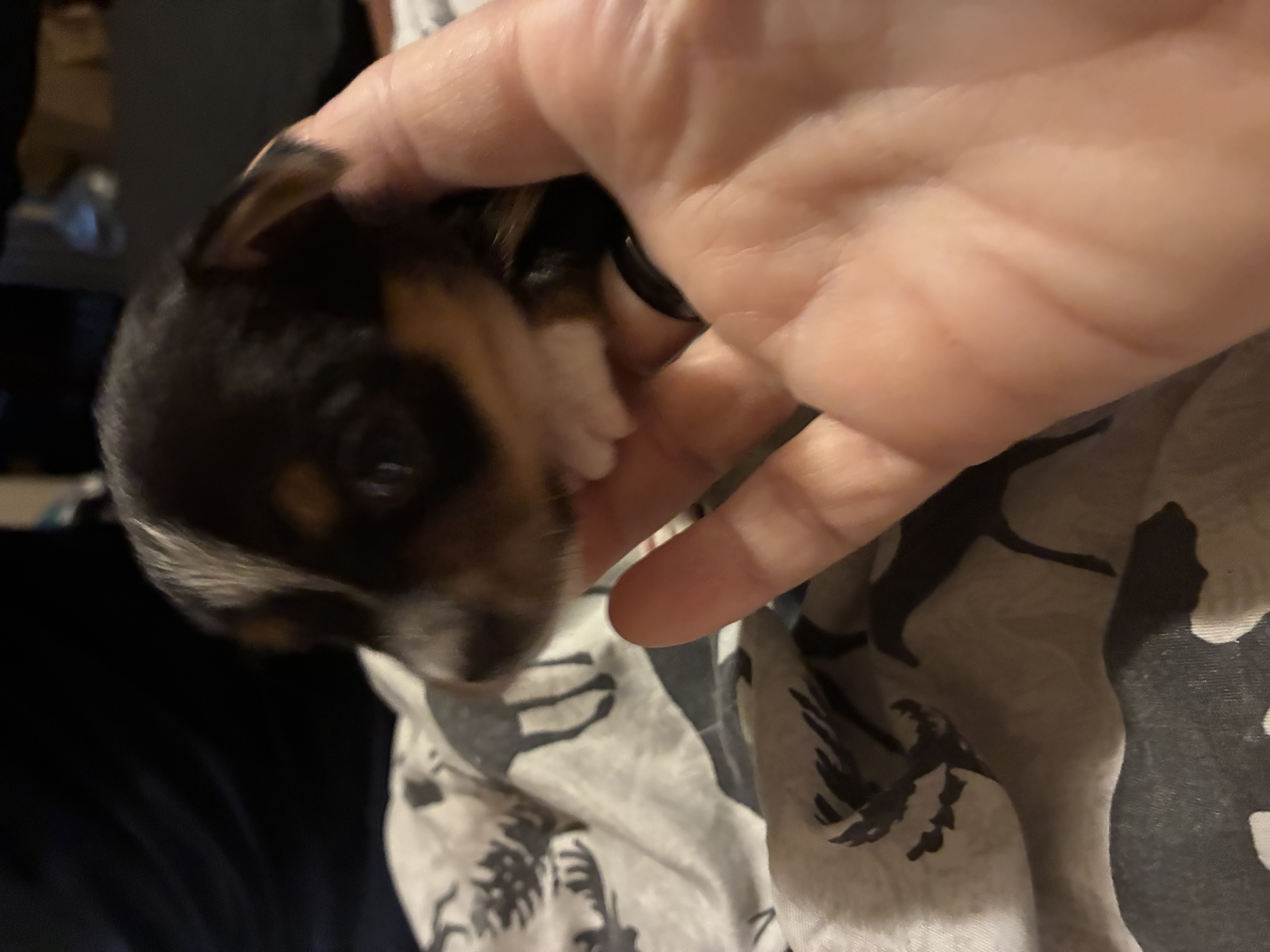 Chihuahua image 3