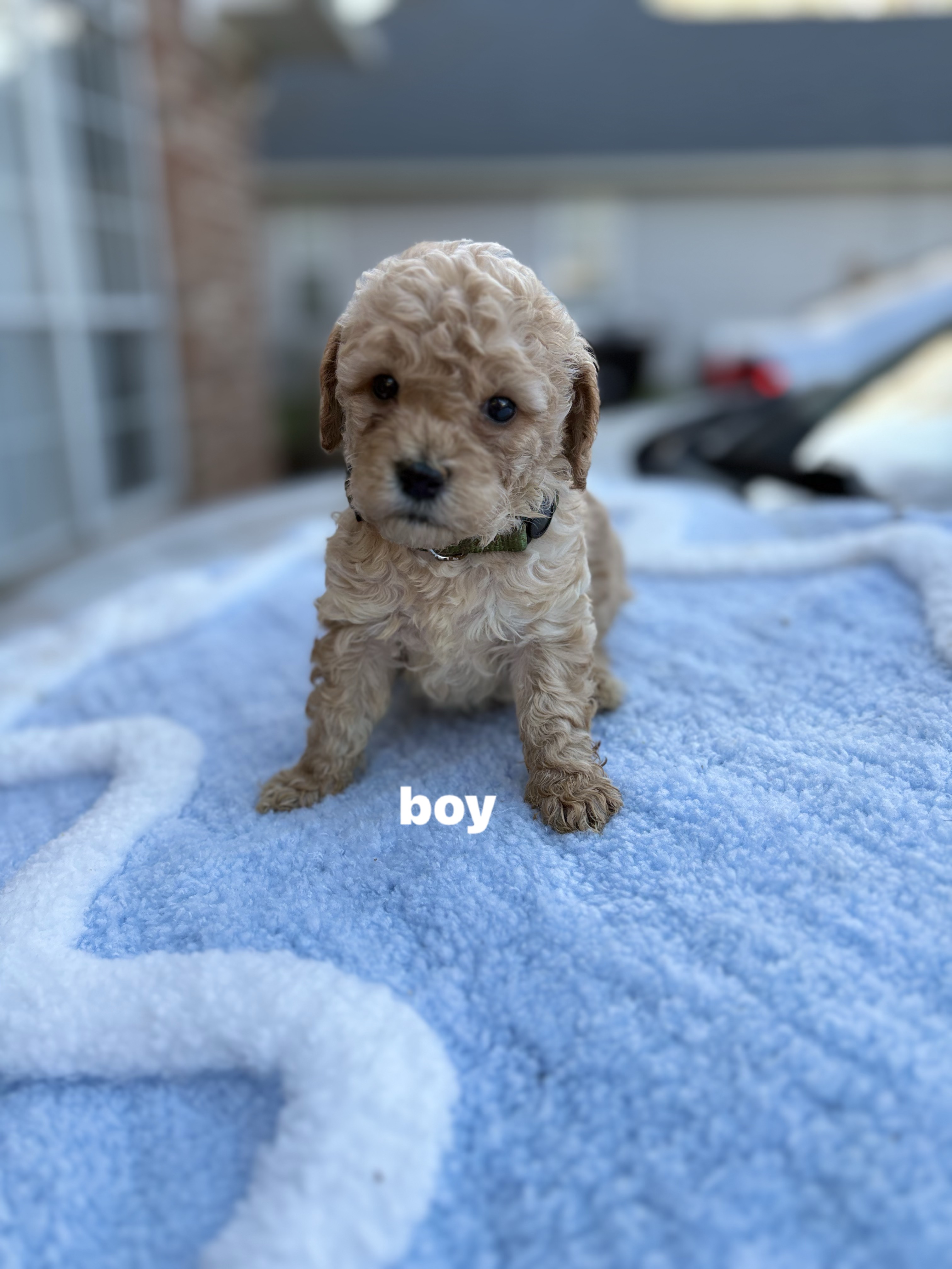petite mini goldondoodles image 6