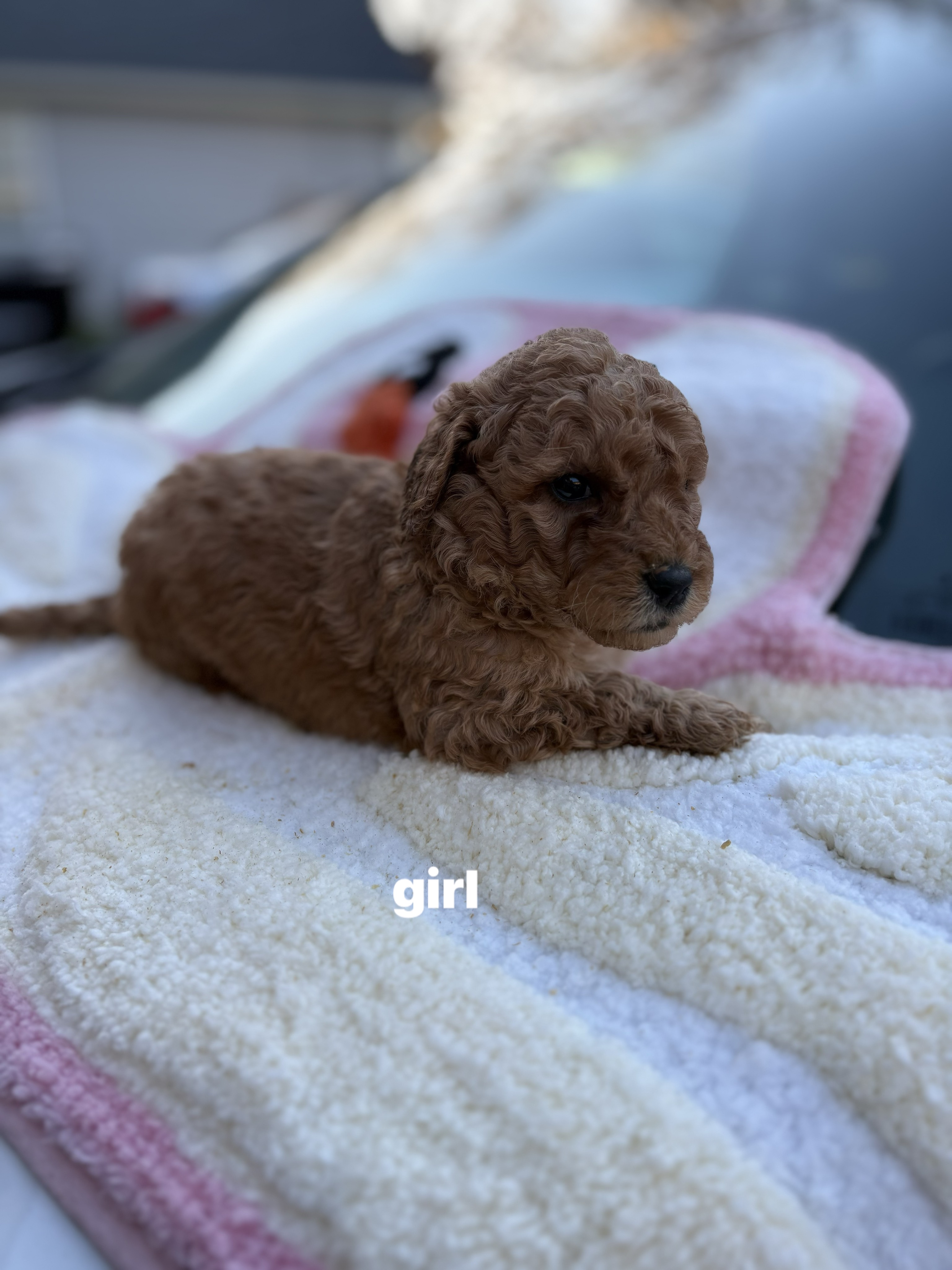 petite mini goldondoodles image 3