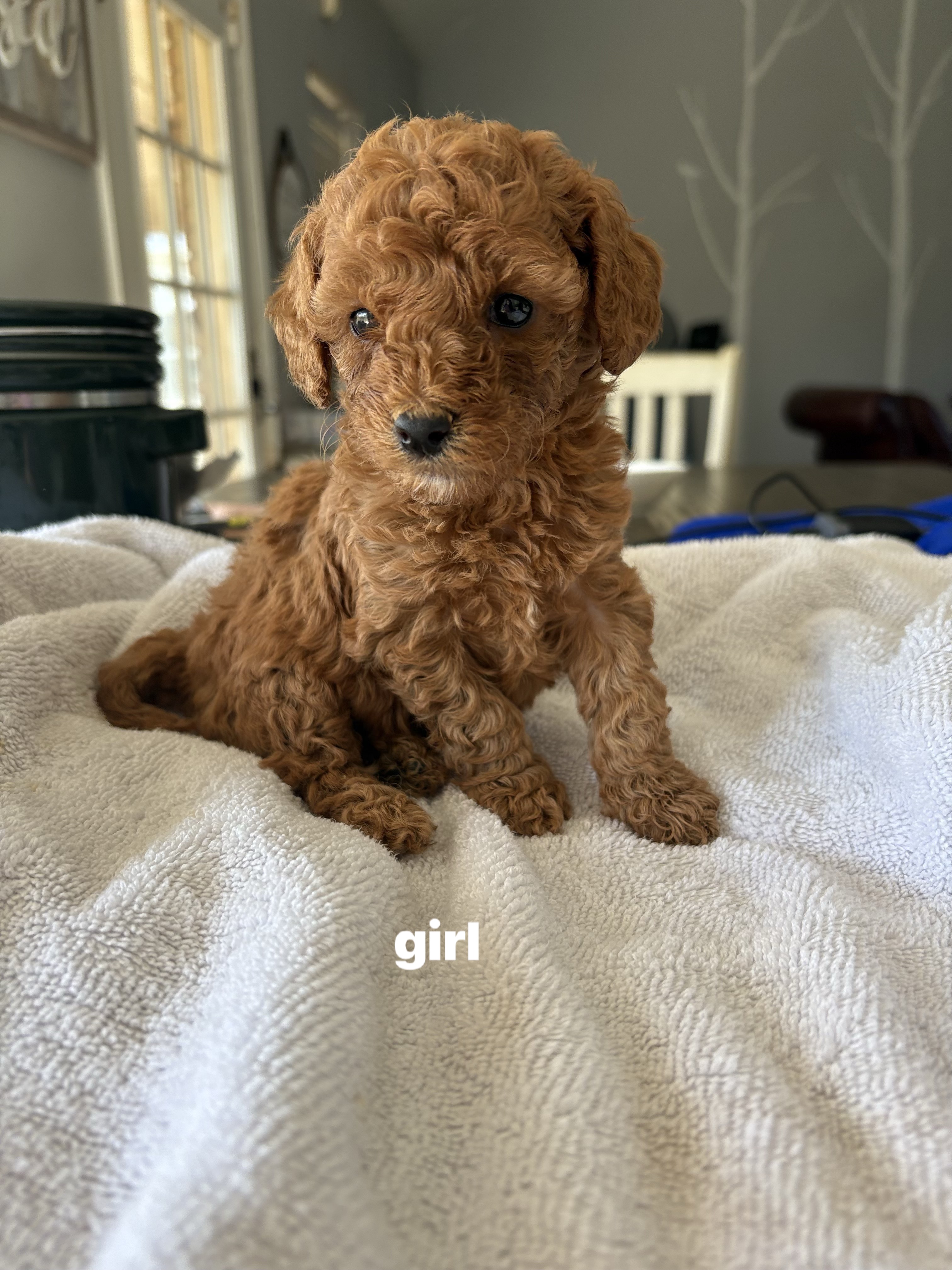 petite mini goldondoodles image 2
