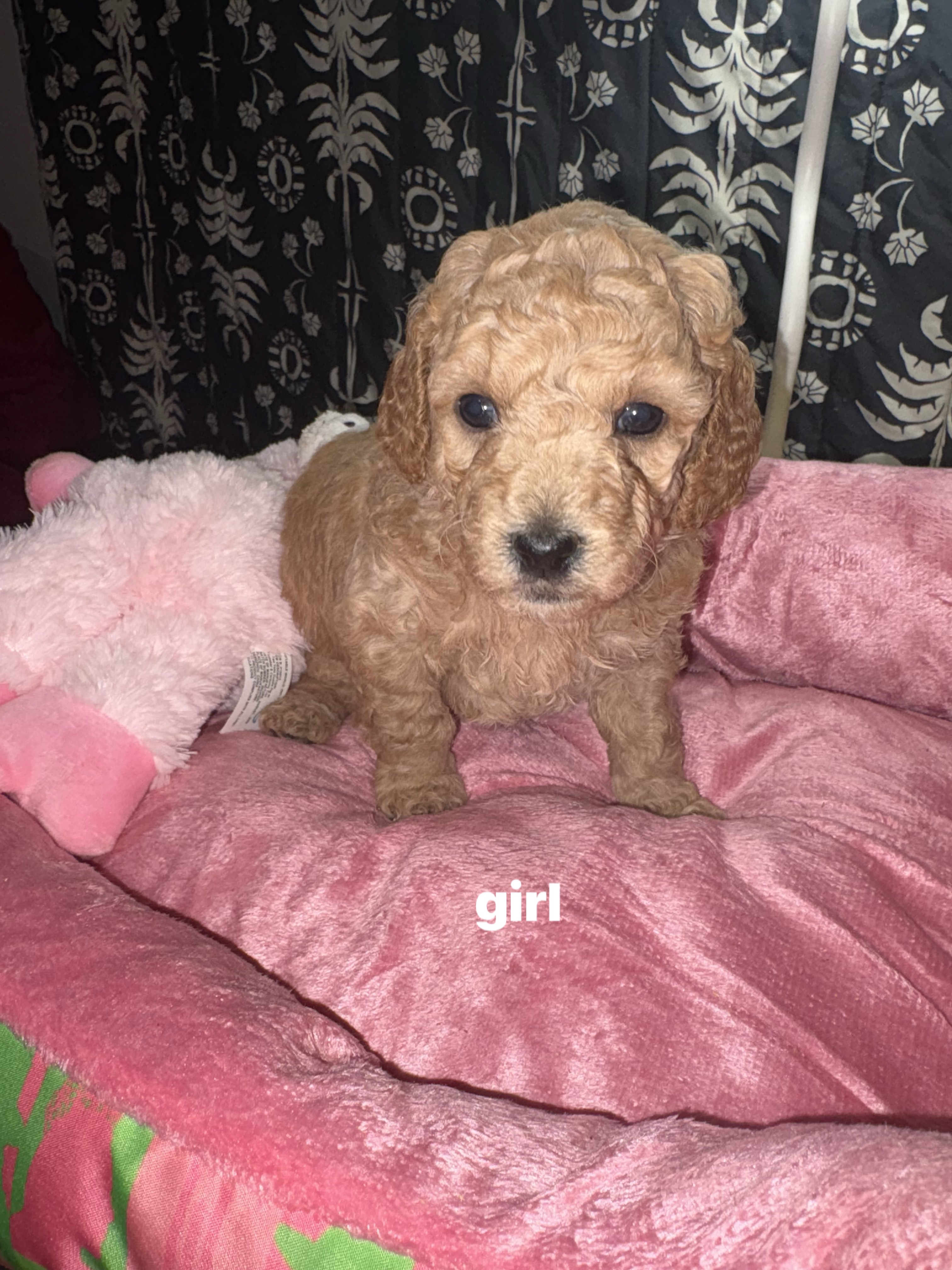 petite mini goldondoodles image 4