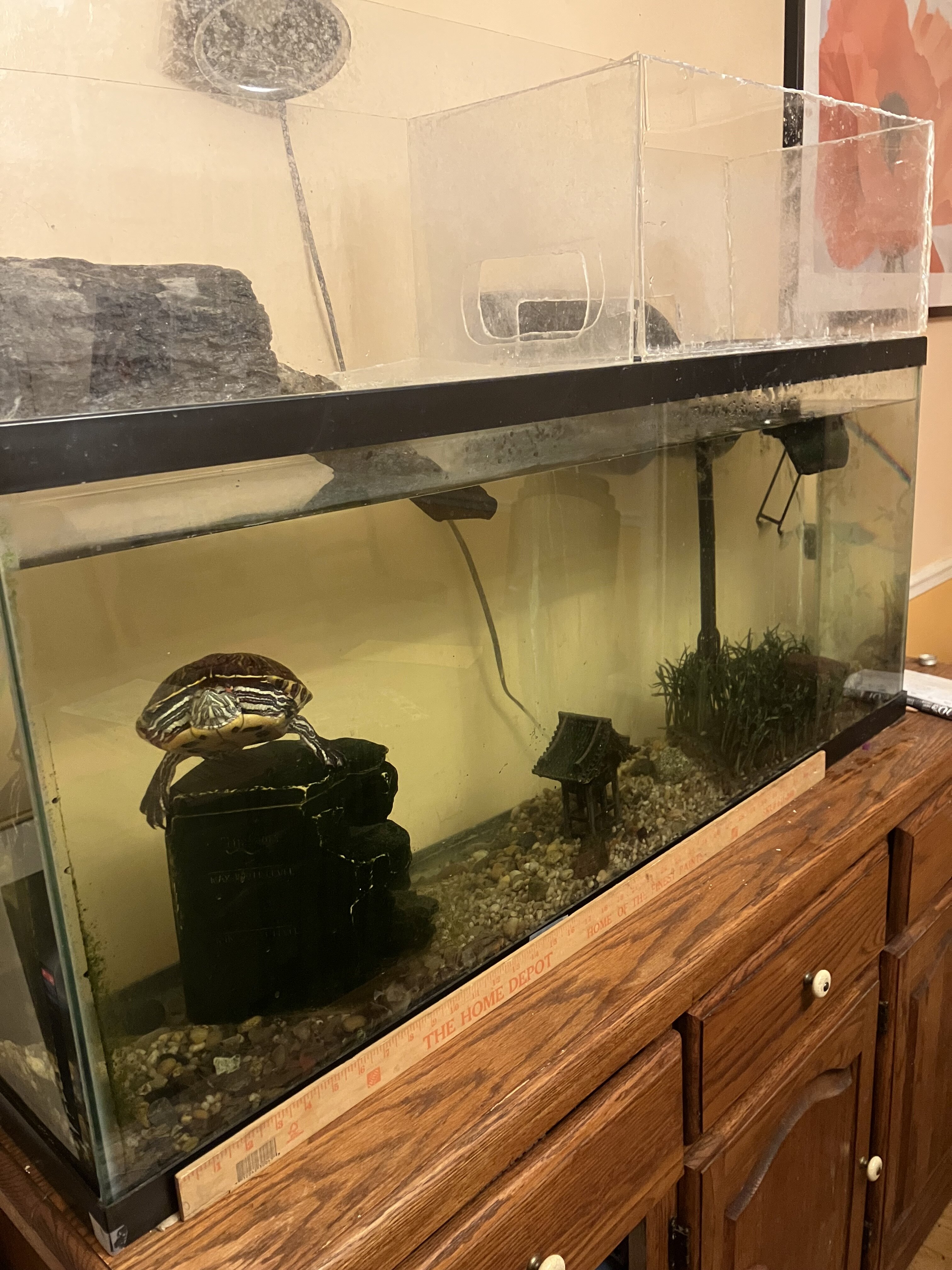 Red Eared Slider image 1