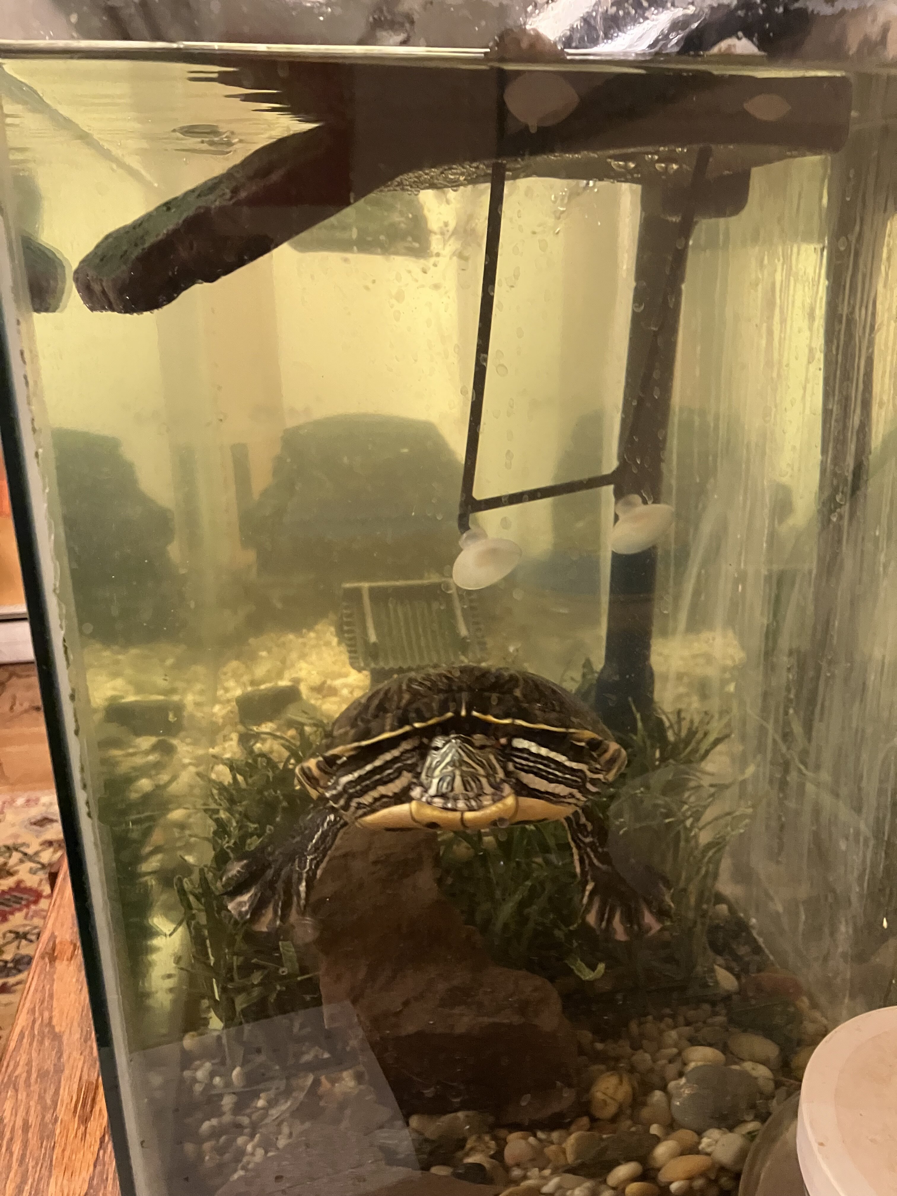 Red Eared Slider image 2