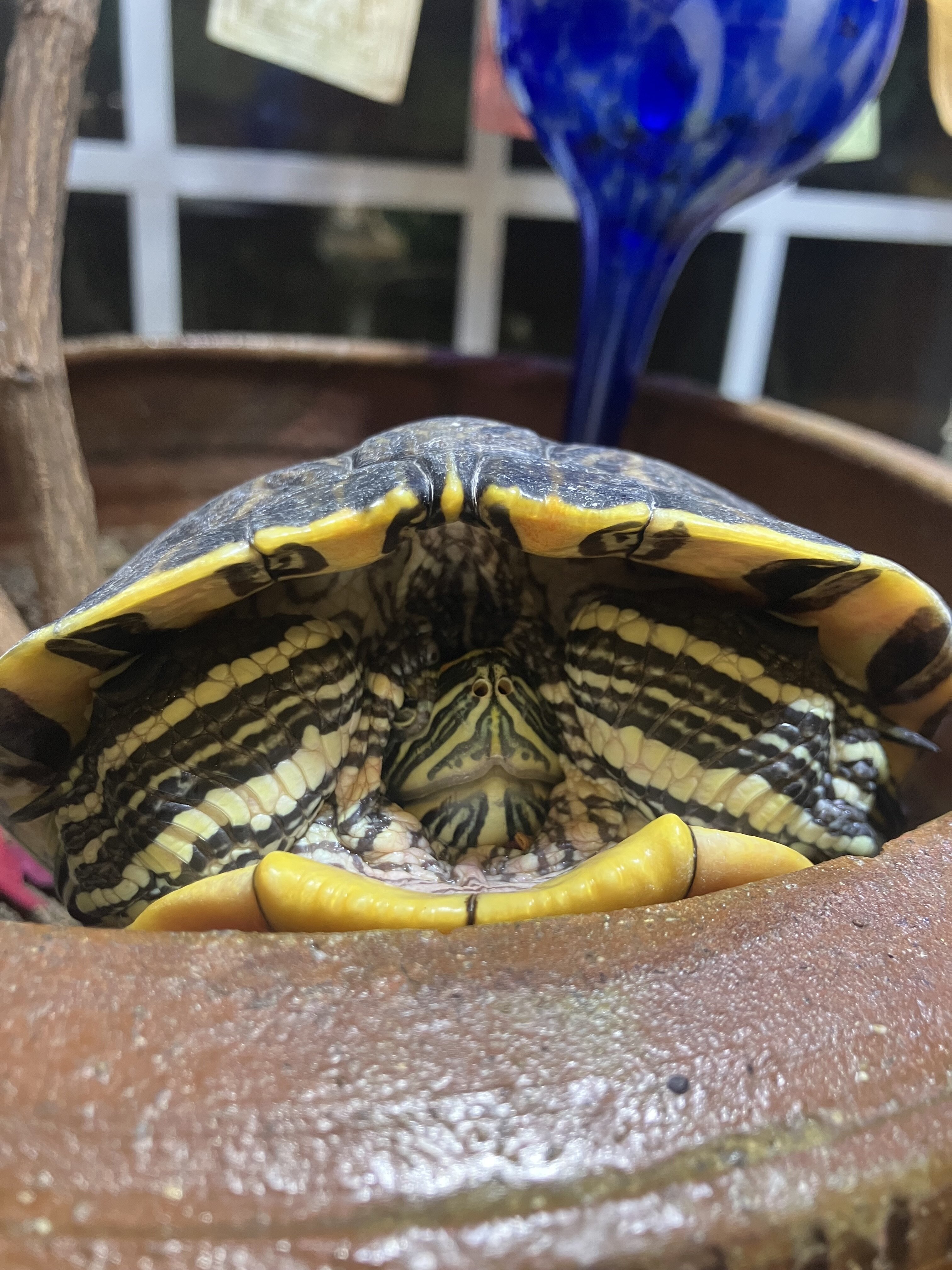 Red Eared Slider image 3