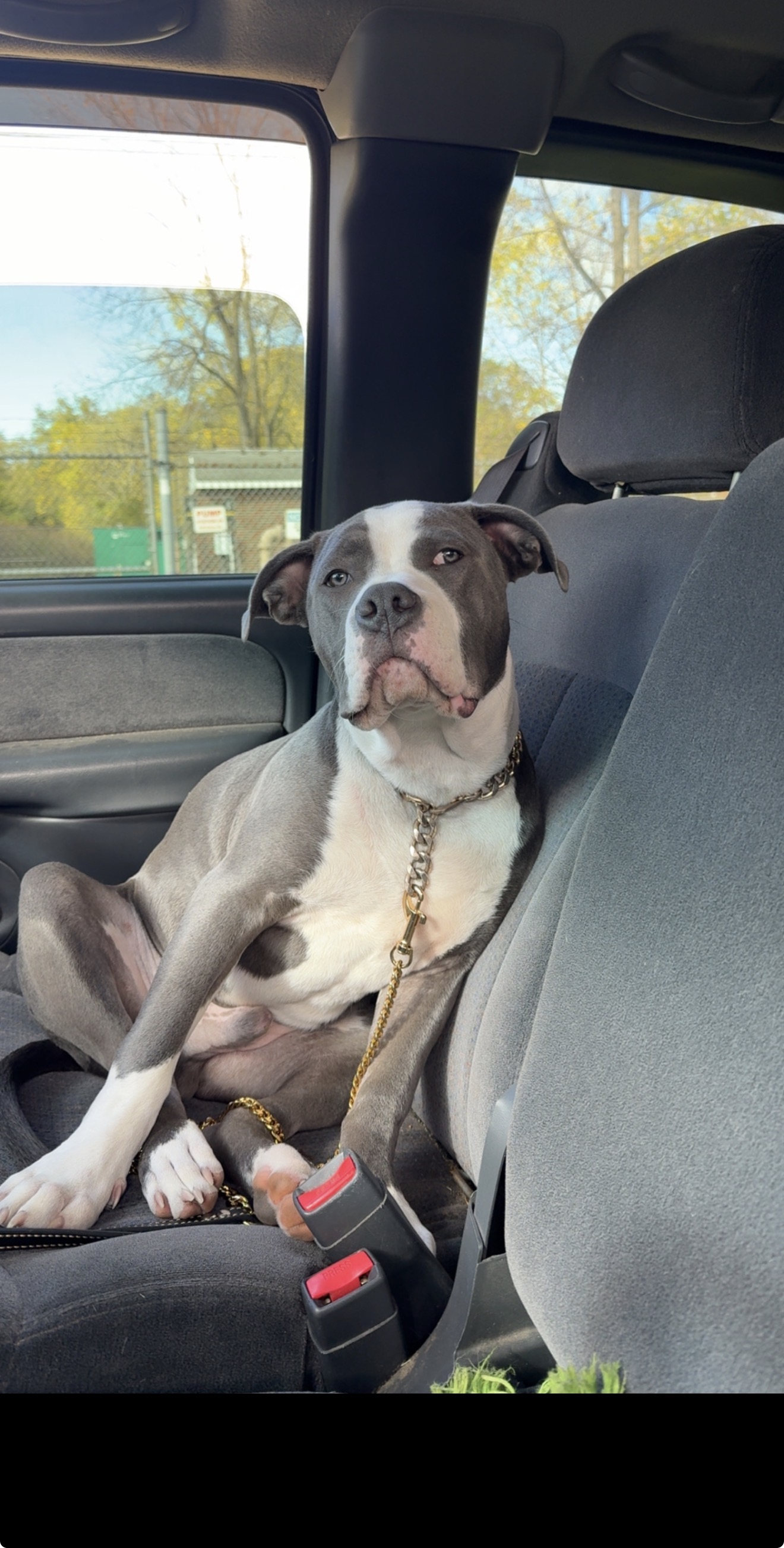 Pitbull gunner image 1