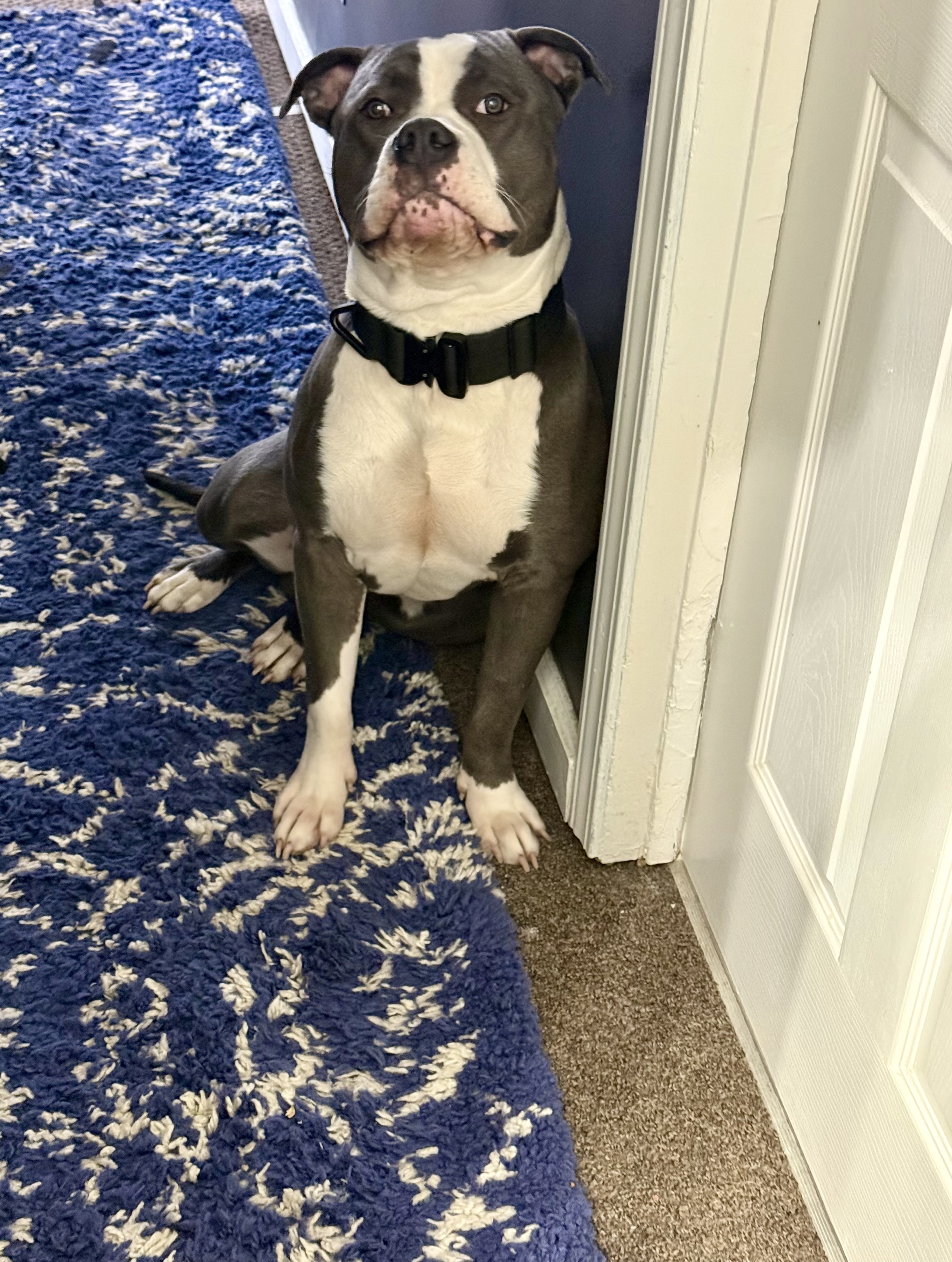 Pitbull gunner image 2