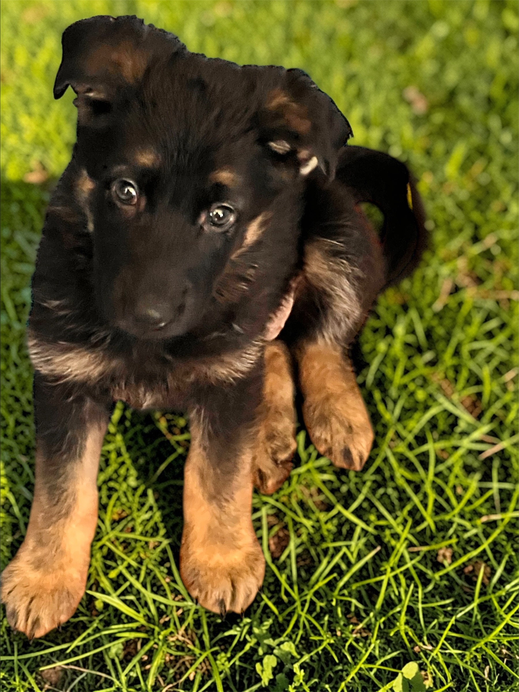 AKC Purebred German Shepherd Puppies image 5