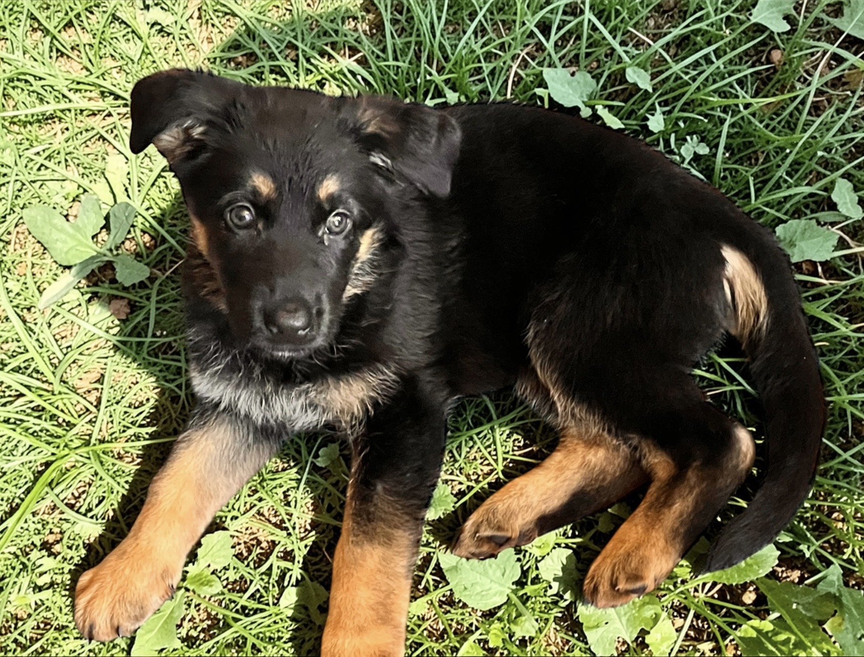 AKC Purebred German Shepherd Puppies image 4