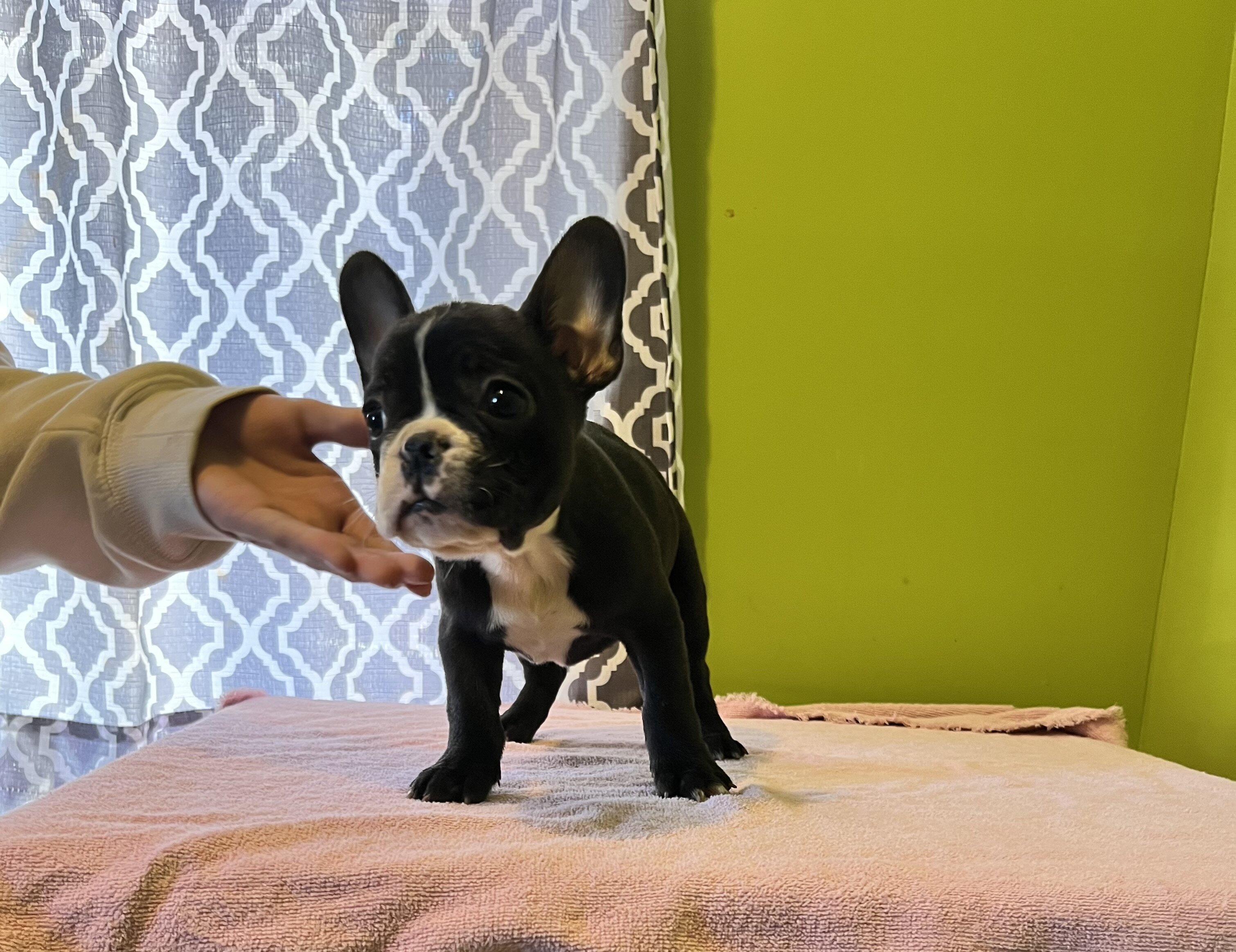 French Bulldog puppies image 2