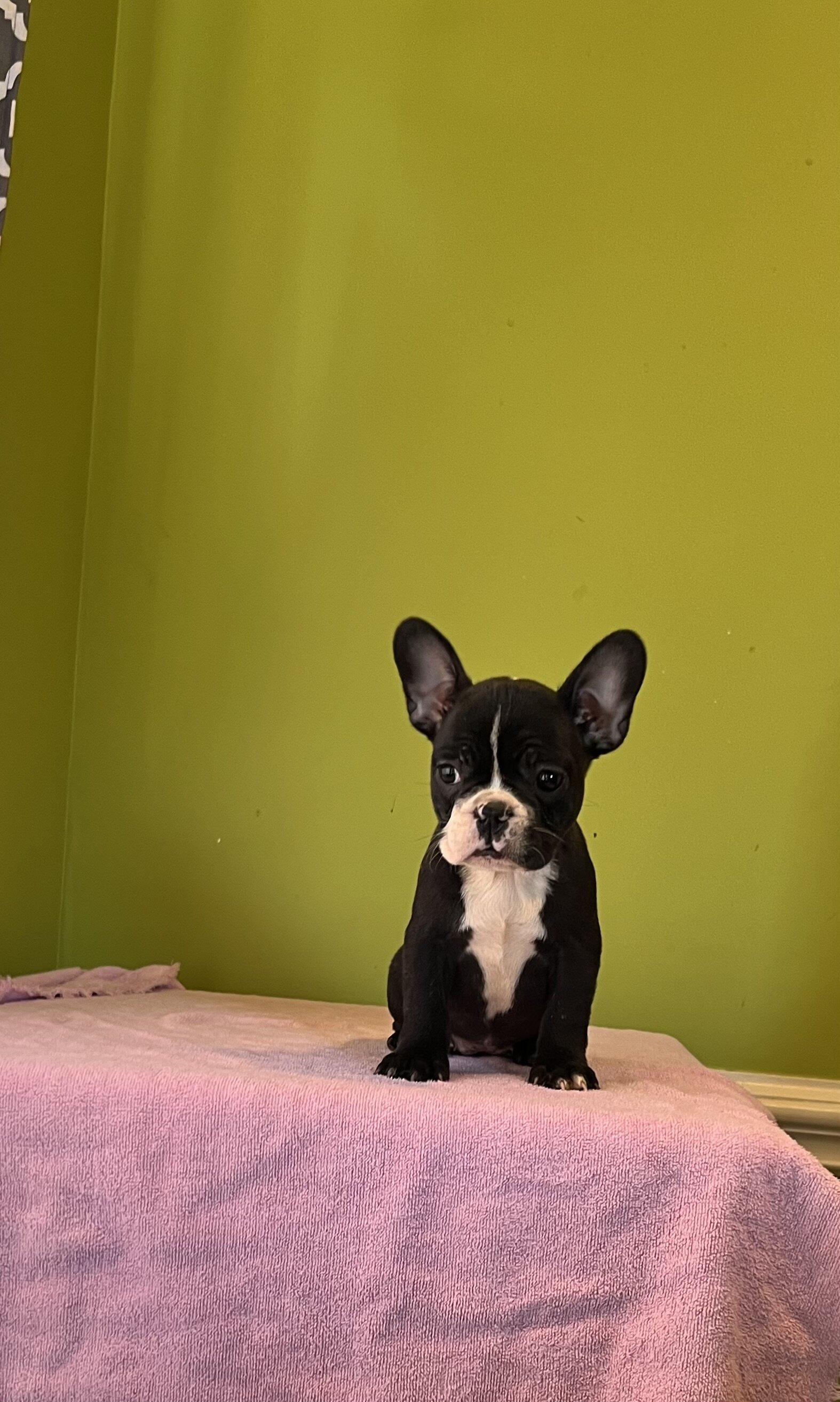 French Bulldog puppies image 3