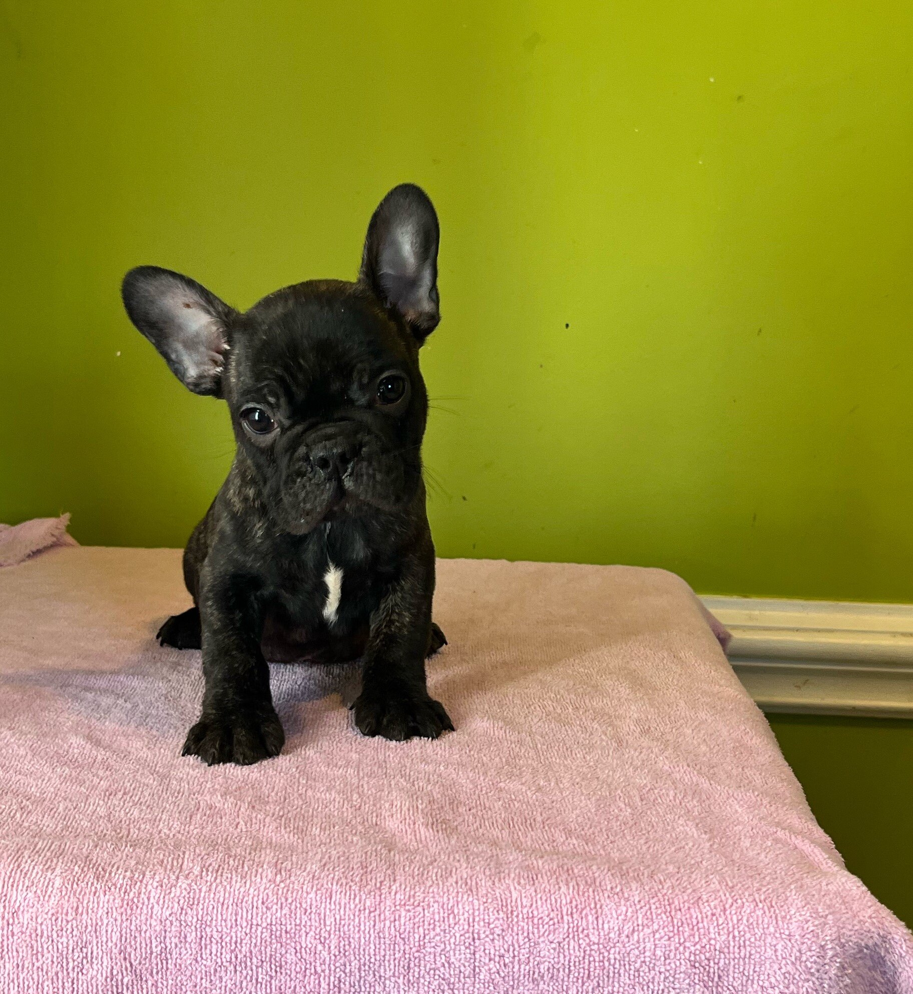 French Bulldog puppies image 1