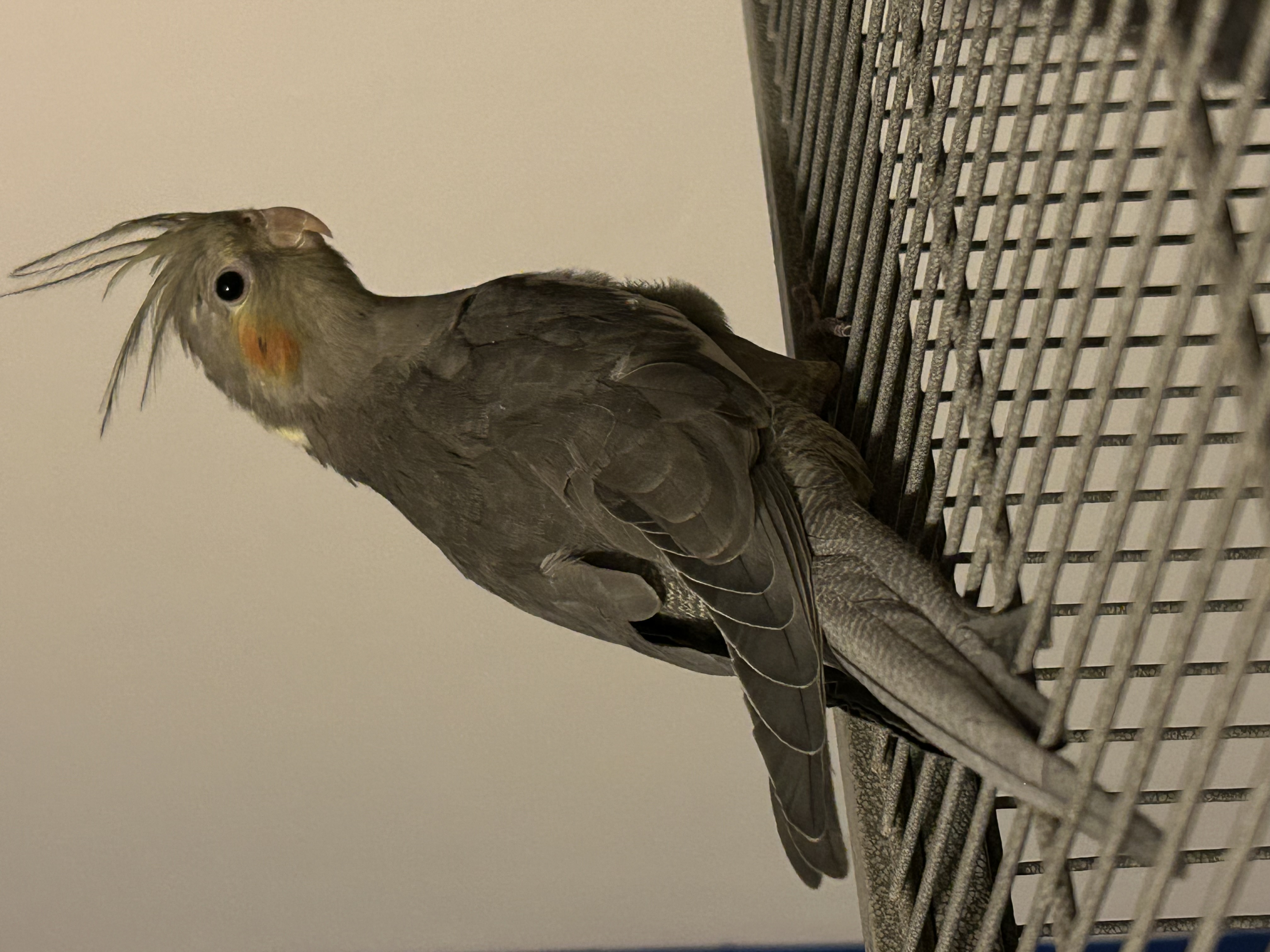Baby Cockatiels Unknown Genders image 1