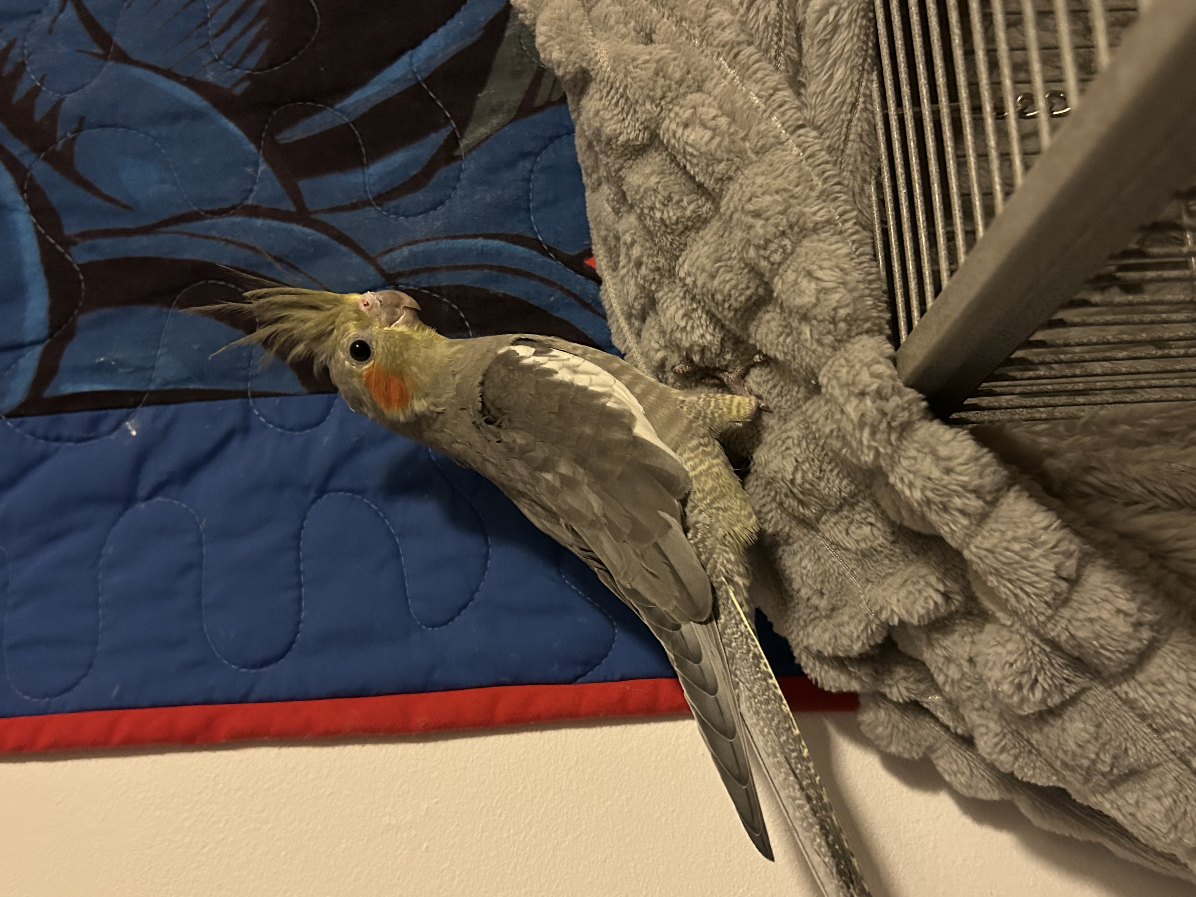 Baby Cockatiels Unknown Genders image 2