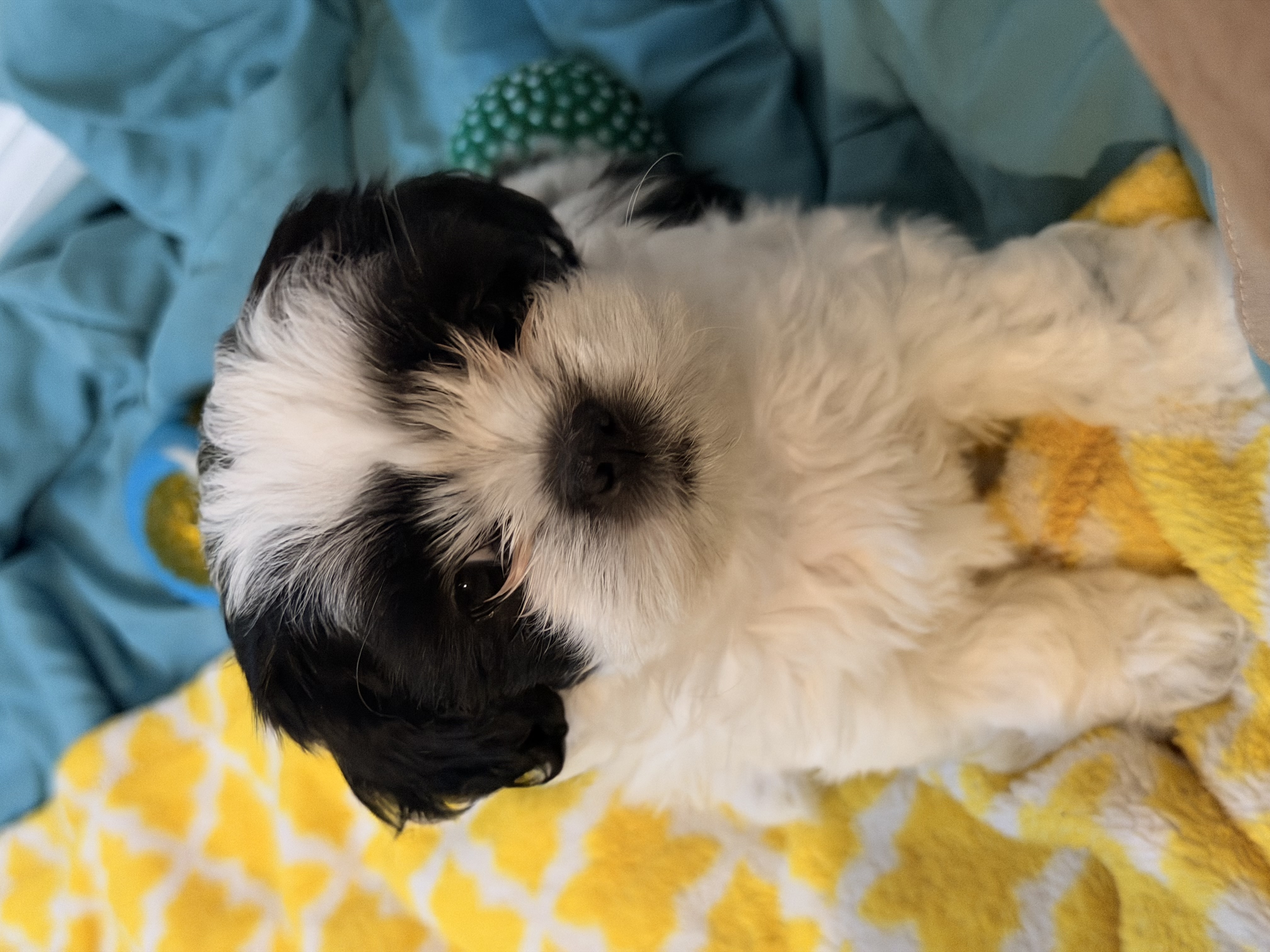 Shihtzus image 6