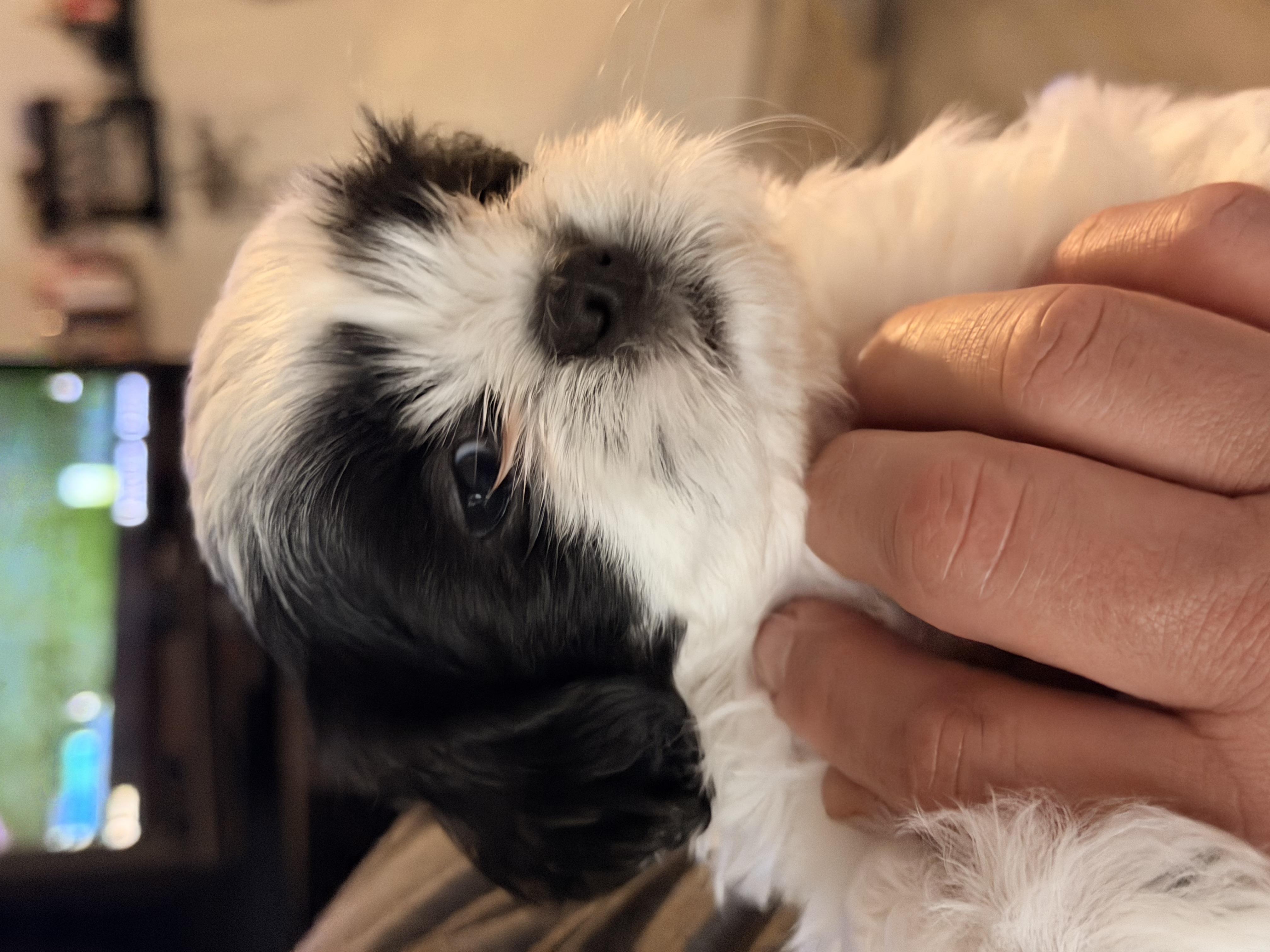Shihtzus image 4