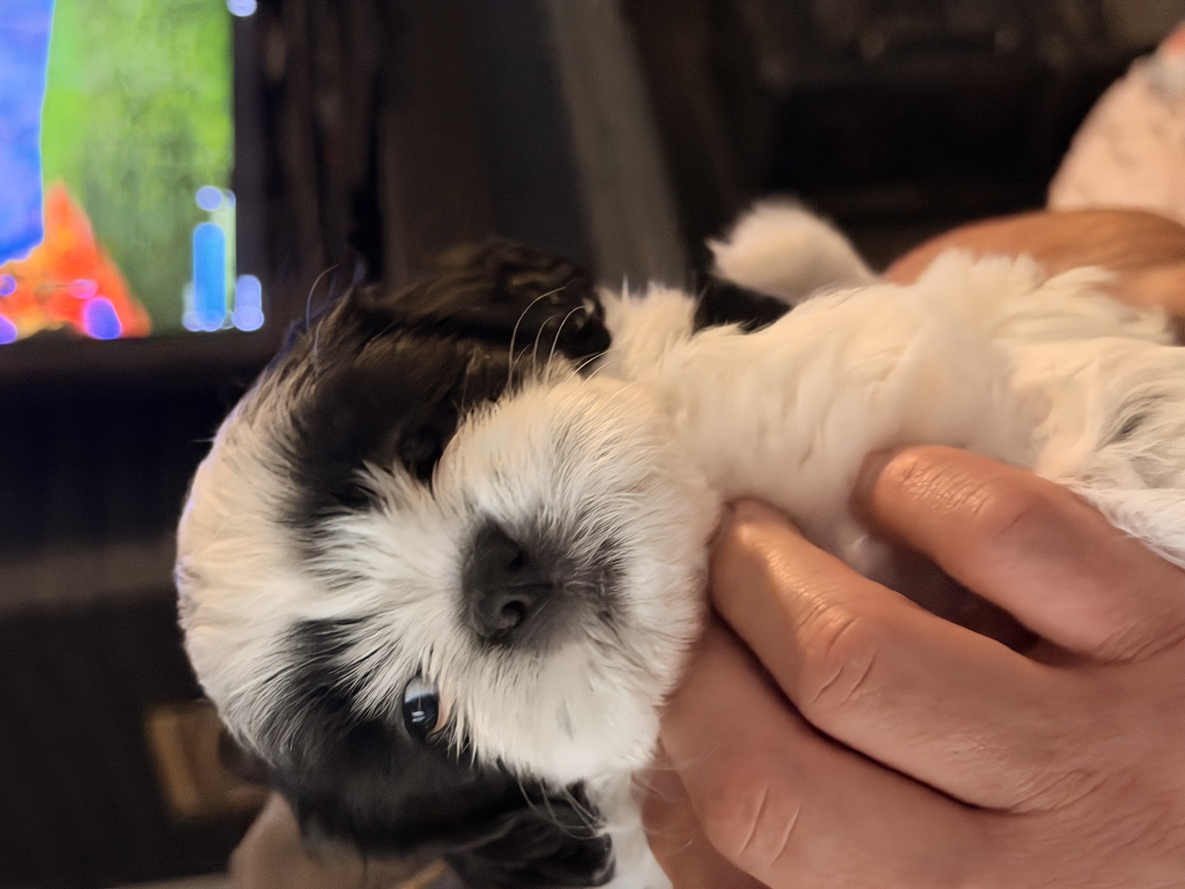 Shihtzus image 3