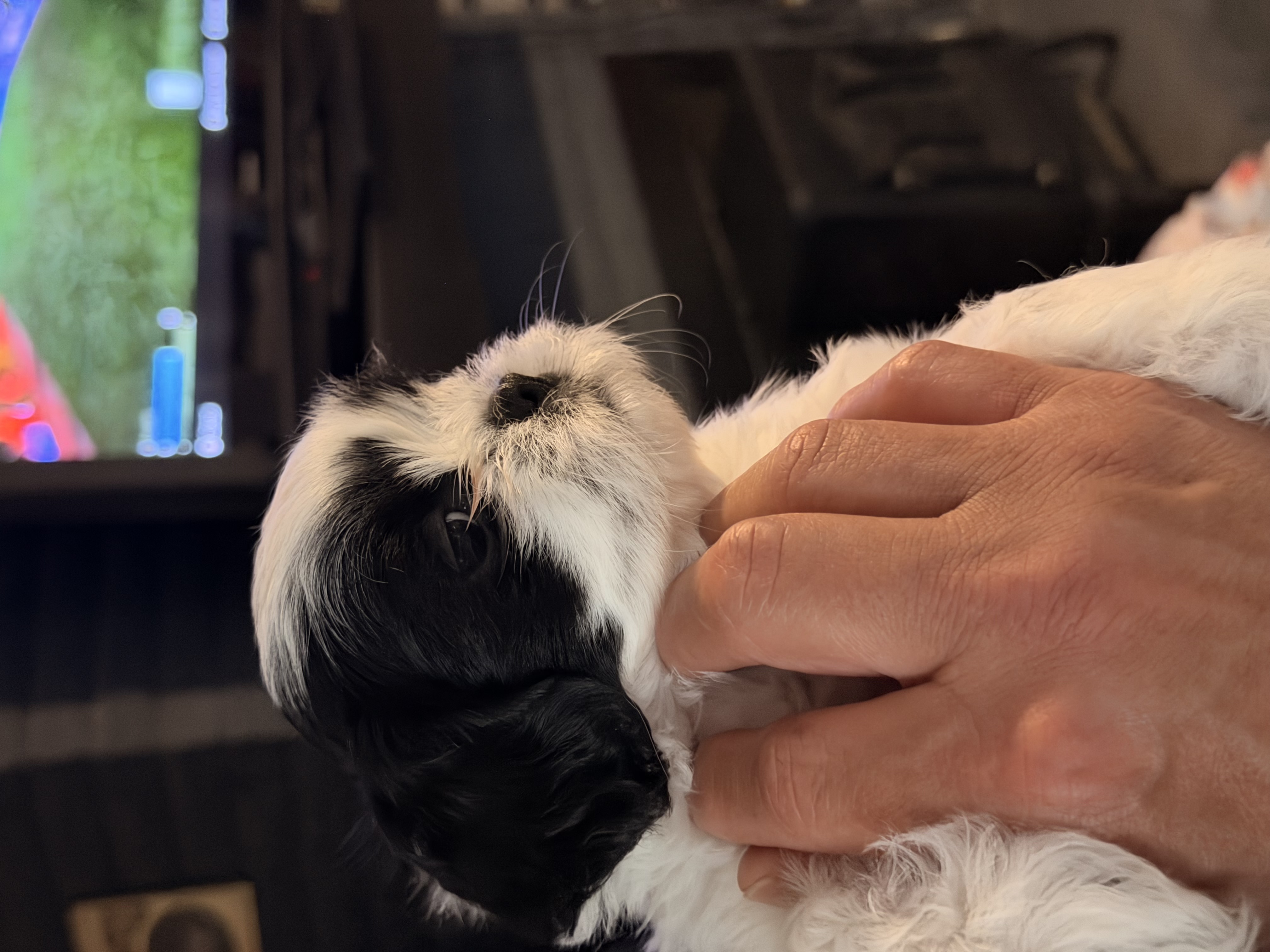 Shihtzus image 2