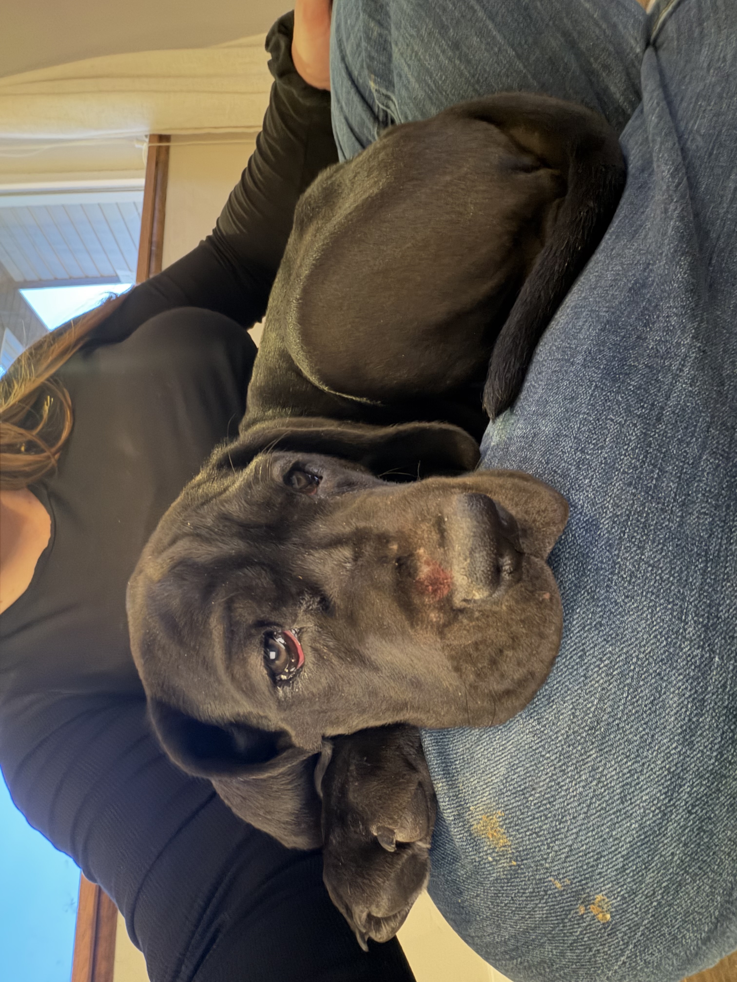 Great Dane puppies image 3