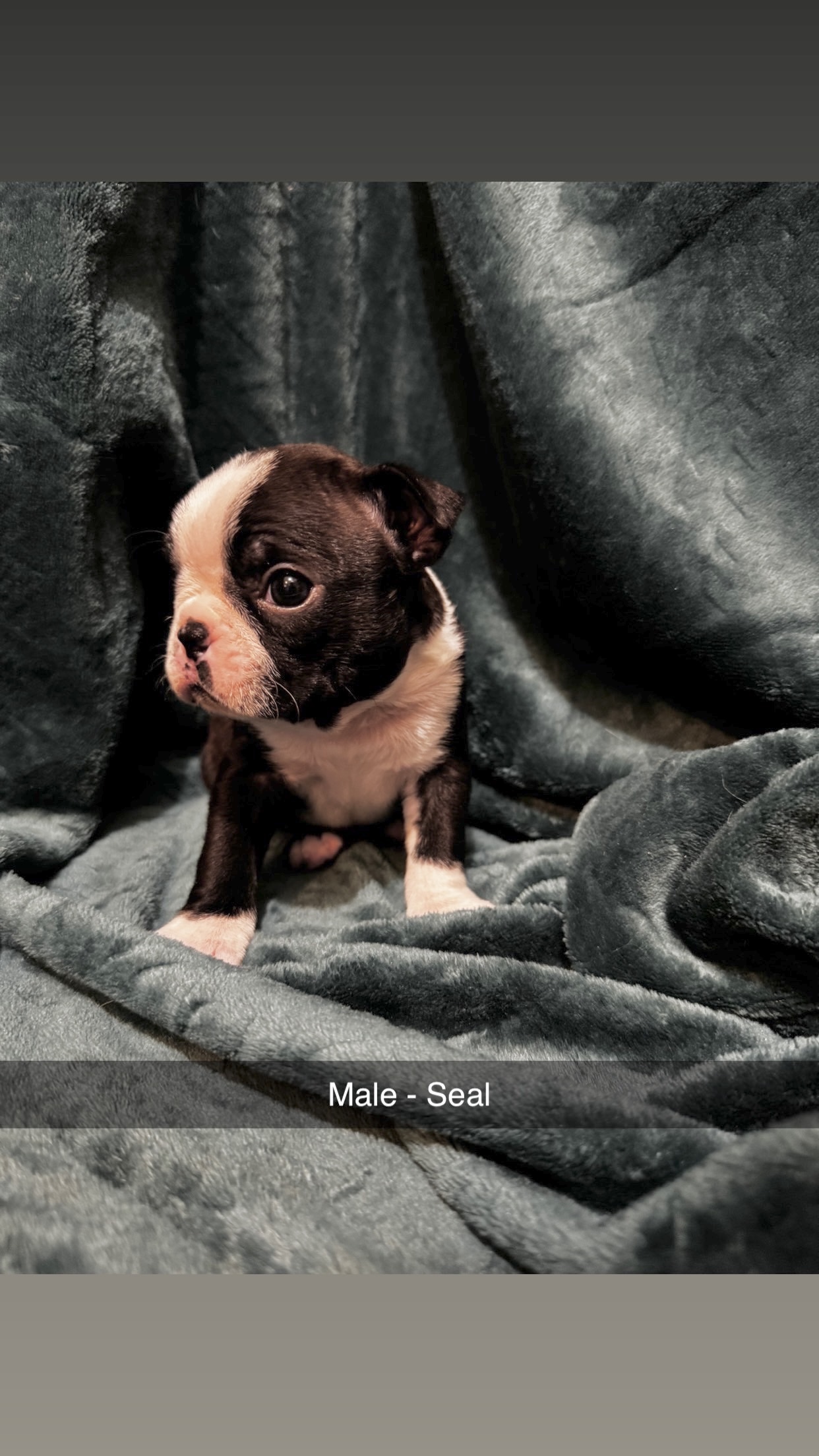 Boston Terrier image 1