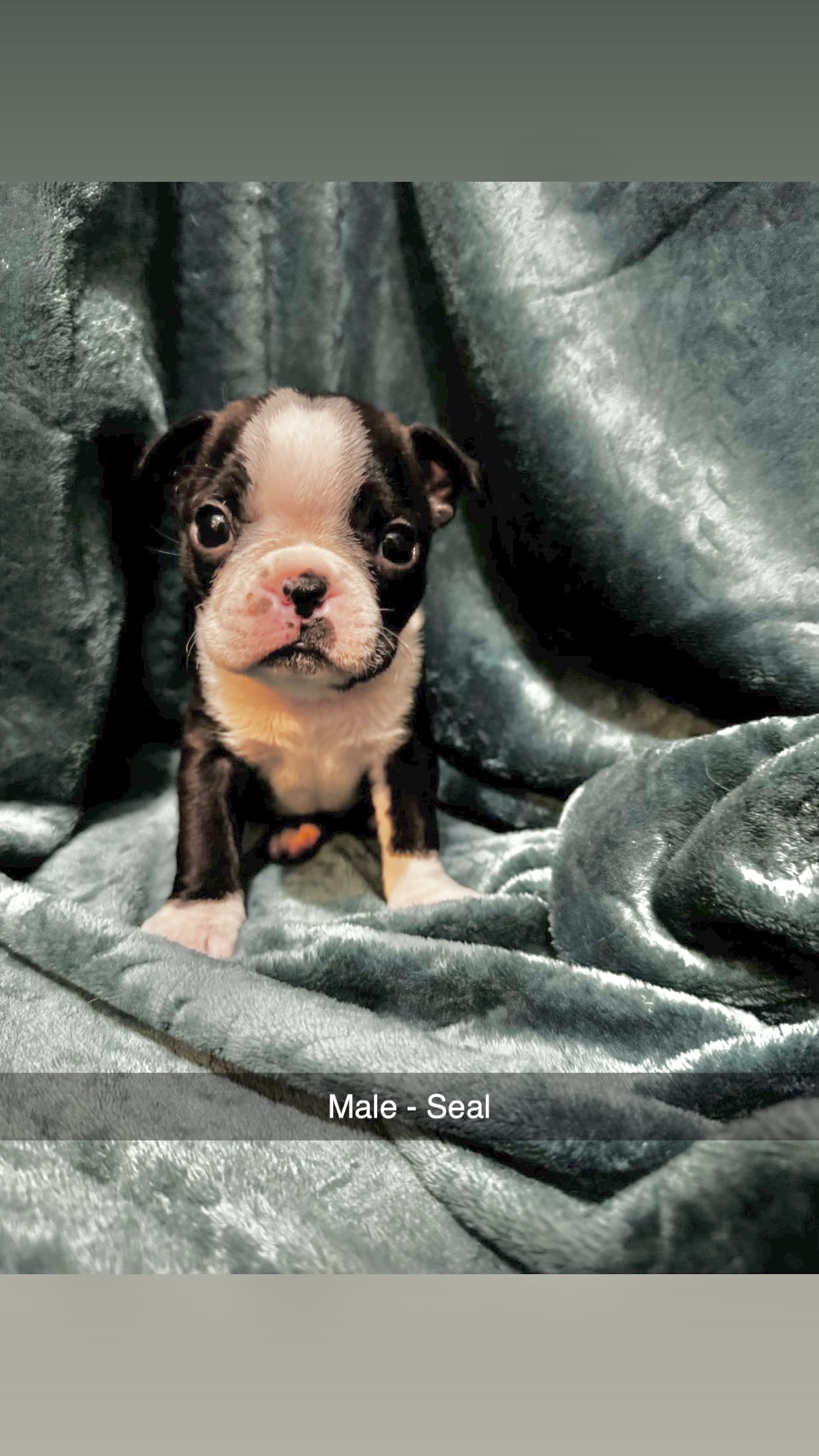 Boston Terrier image 4