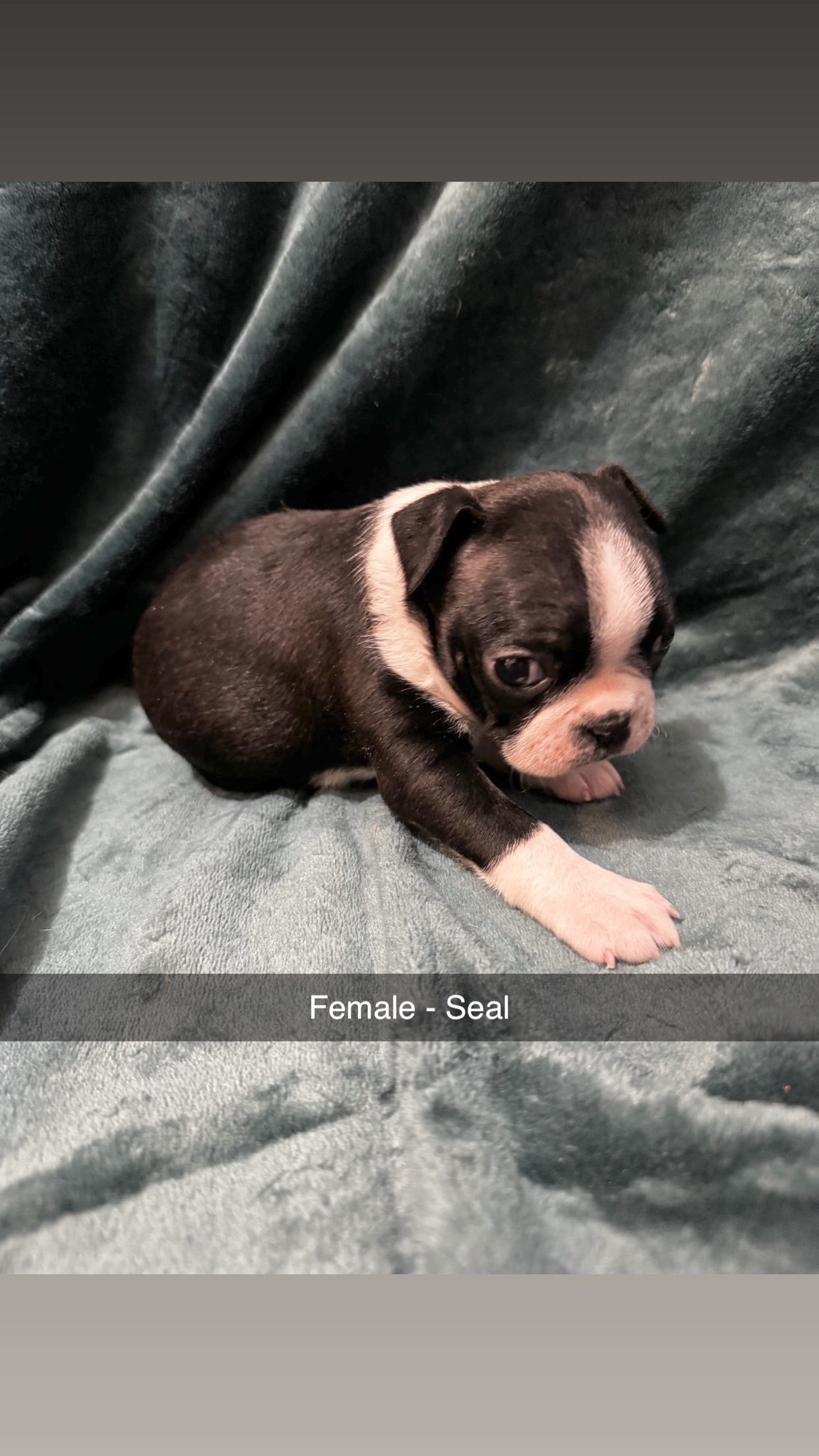 Boston Terrier image 5