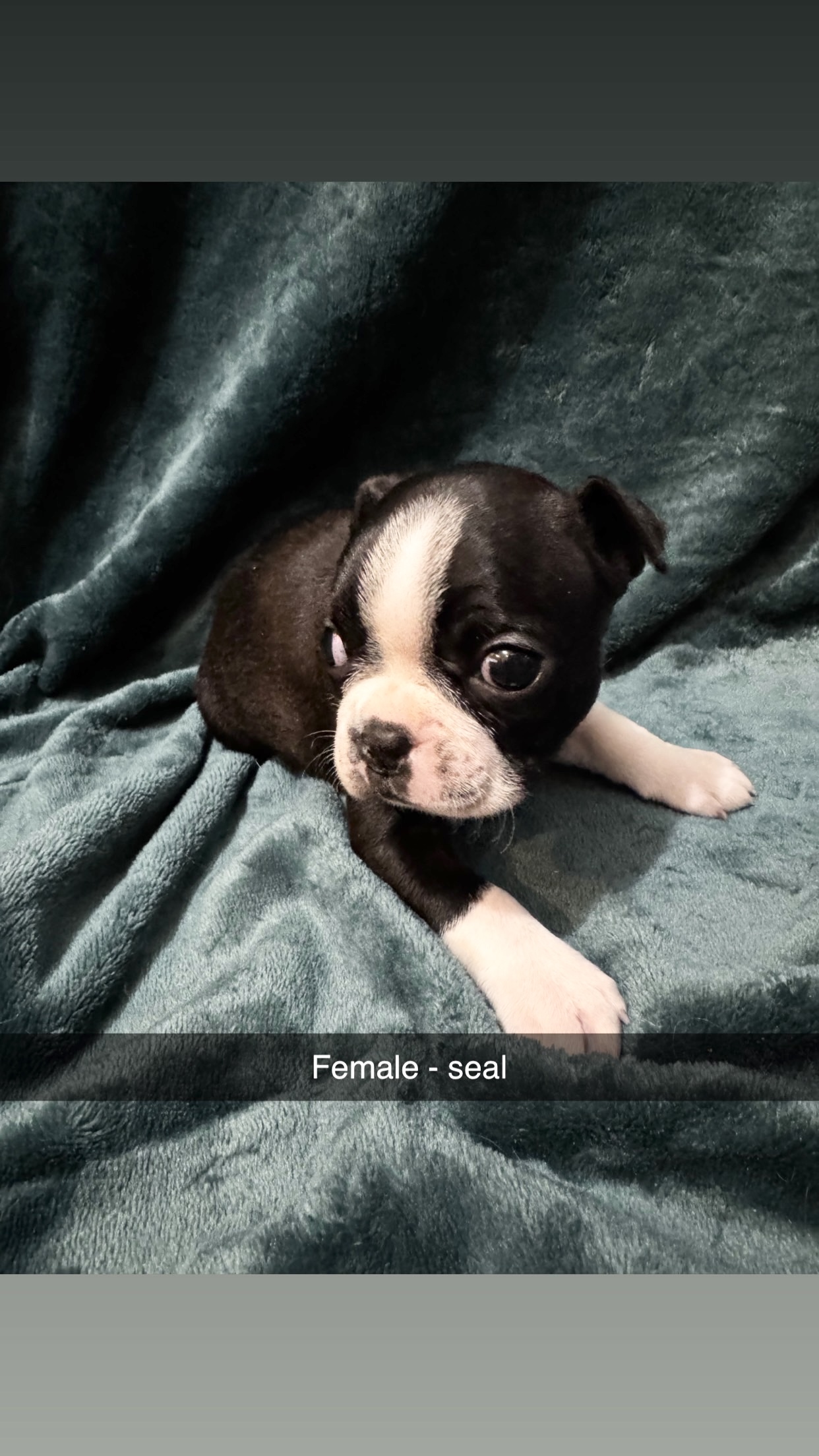 Boston Terrier image 6