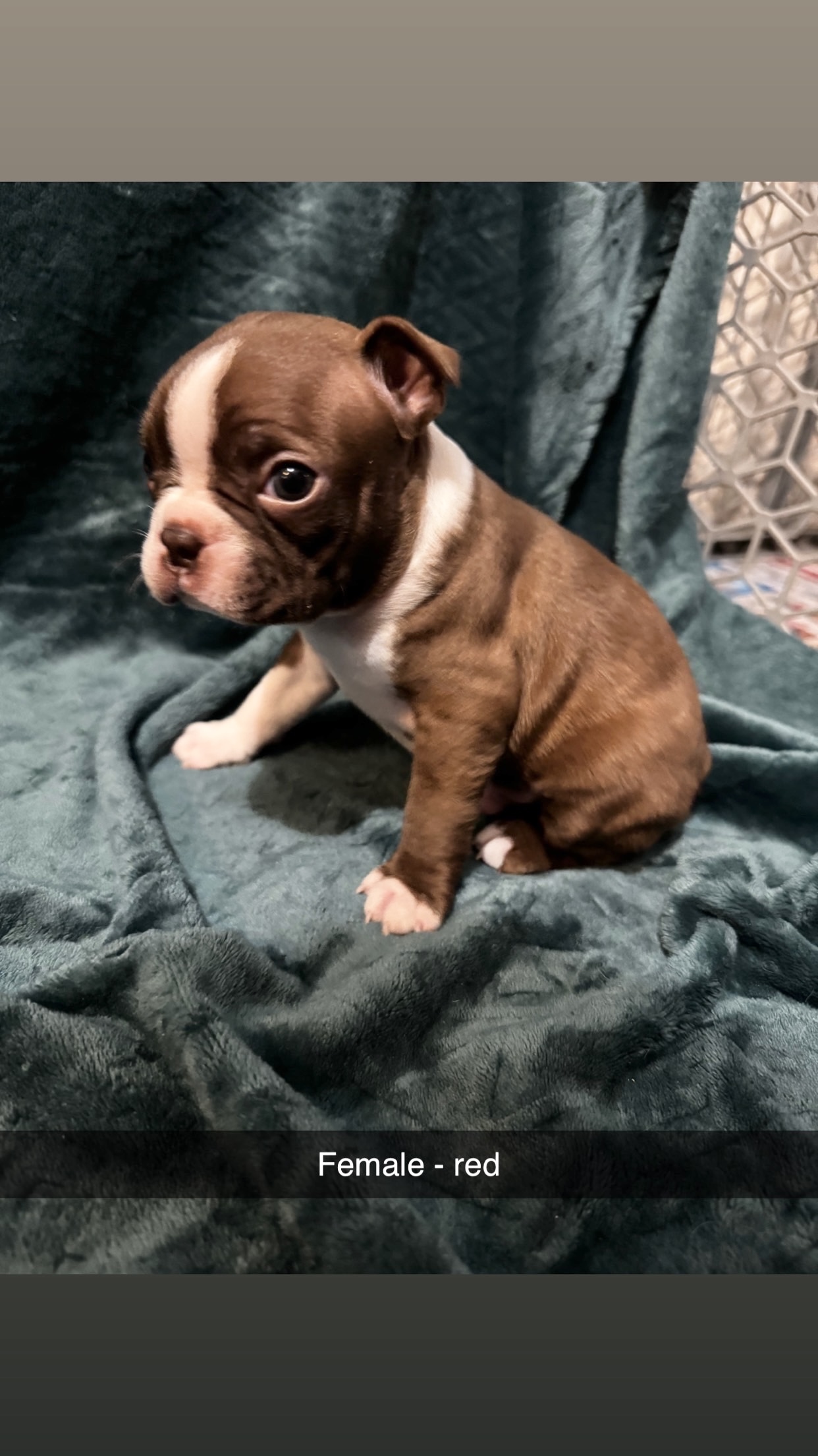 Boston Terrier image 7