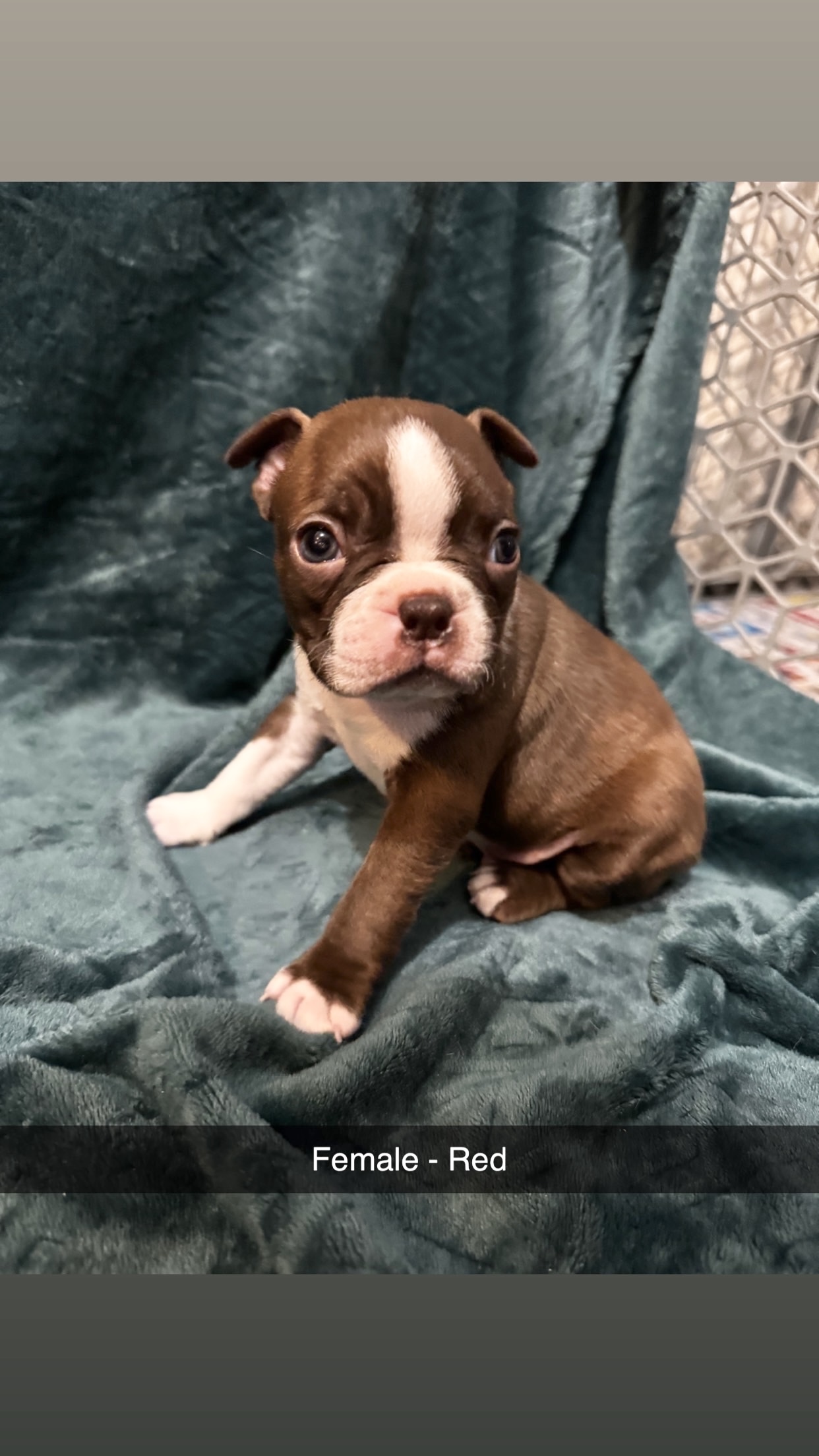 Boston Terrier image 8