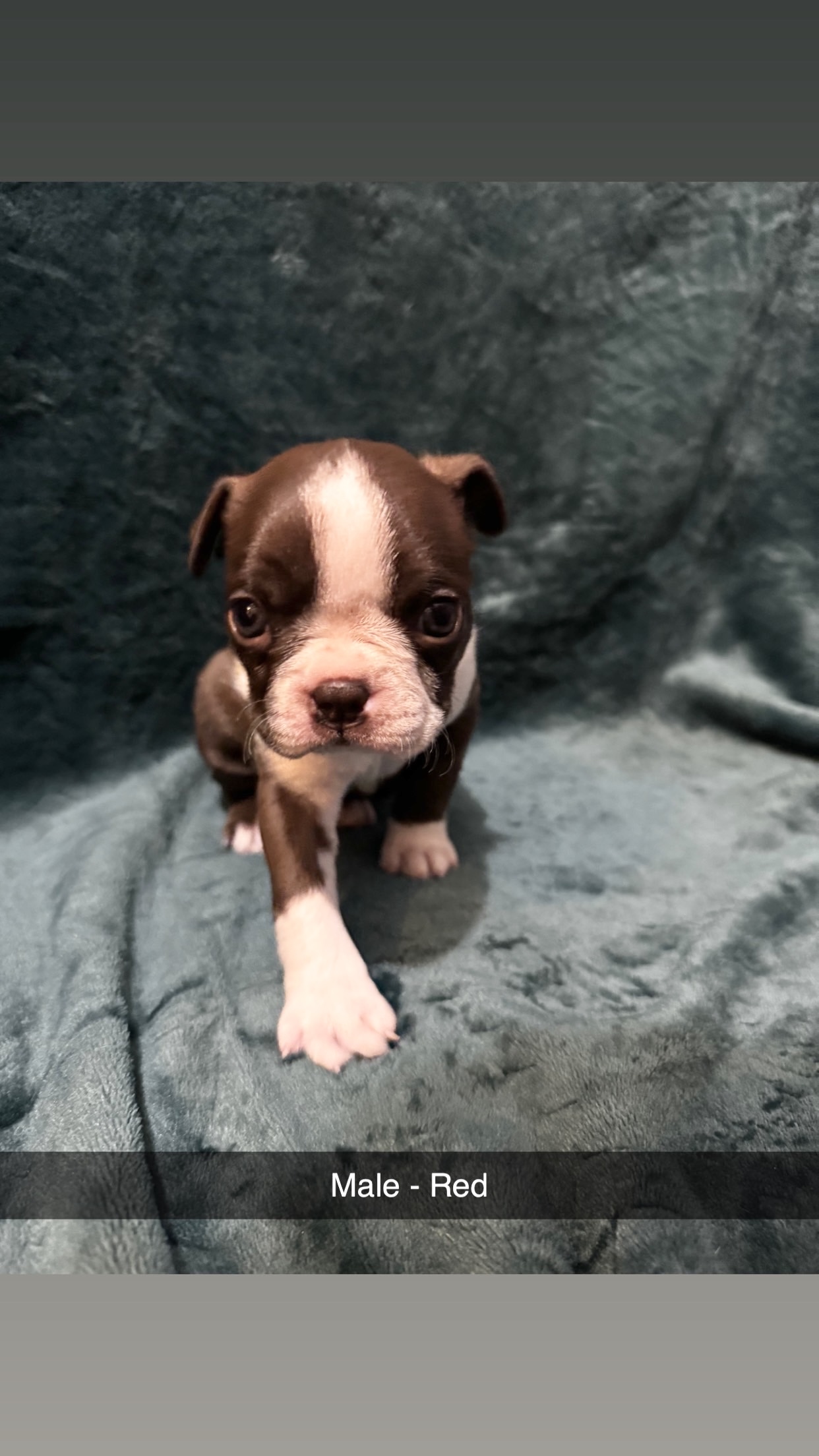 Boston Terrier image 9