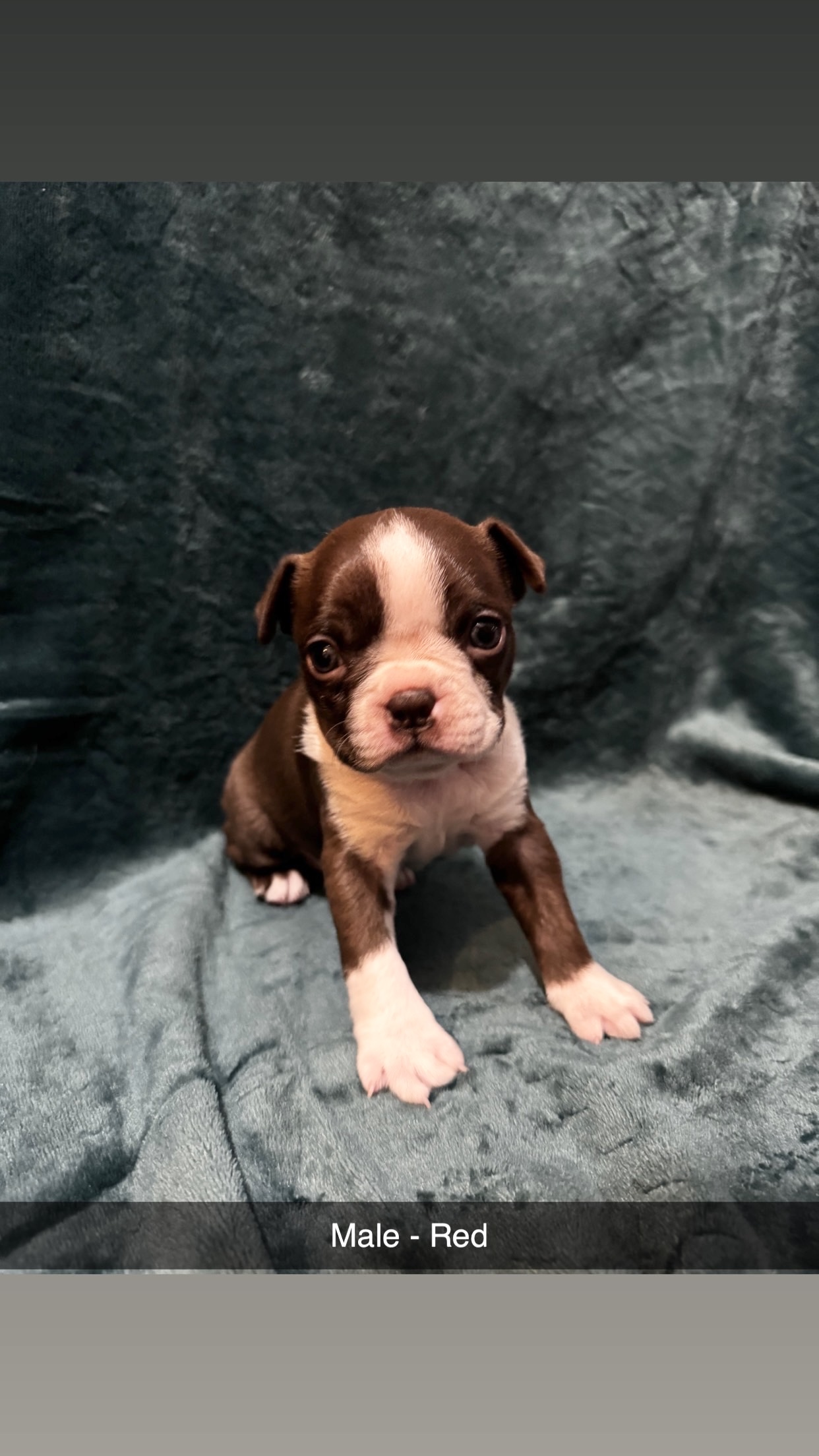 Boston Terrier image 10