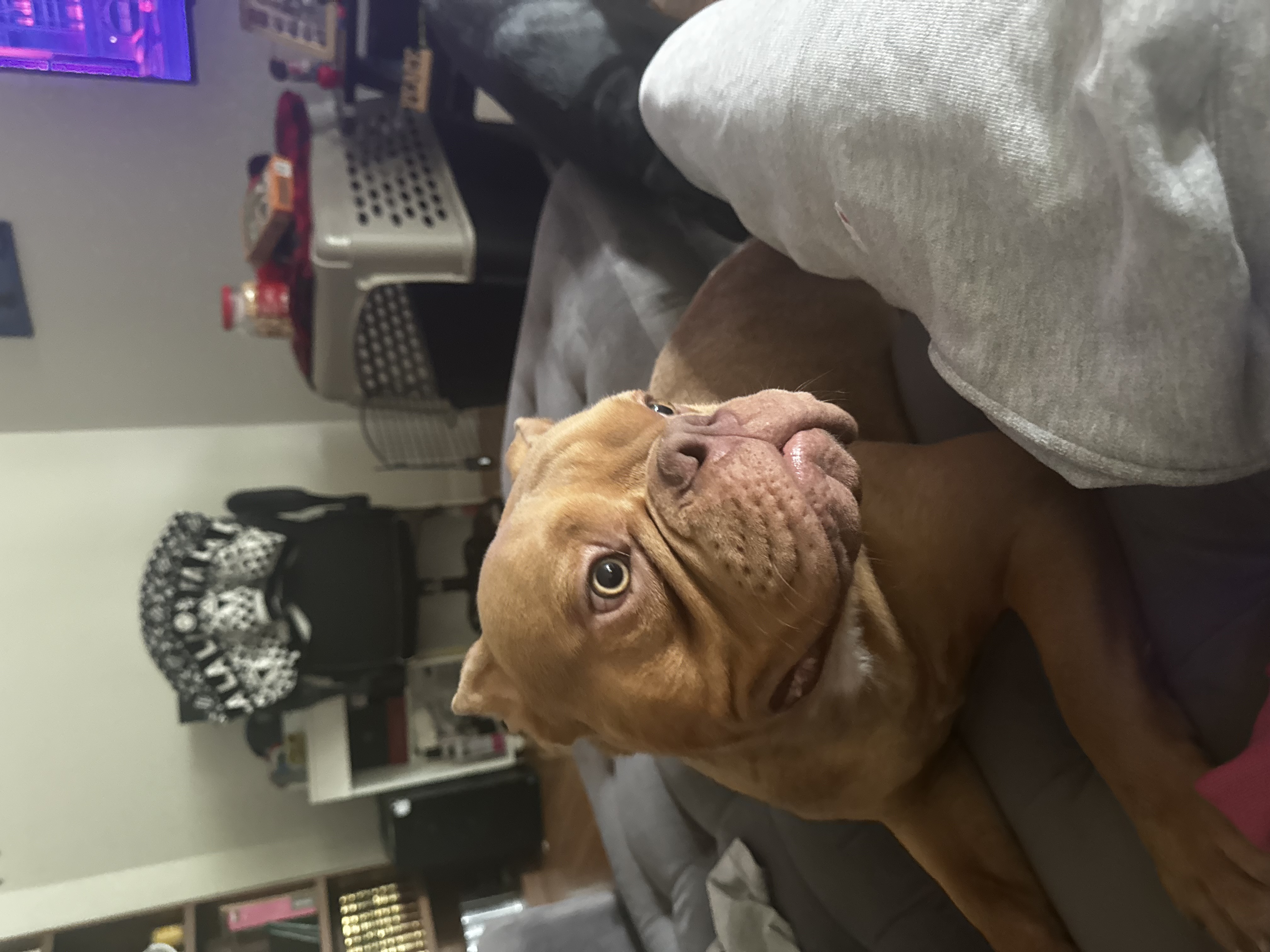 Micro Bully image 2