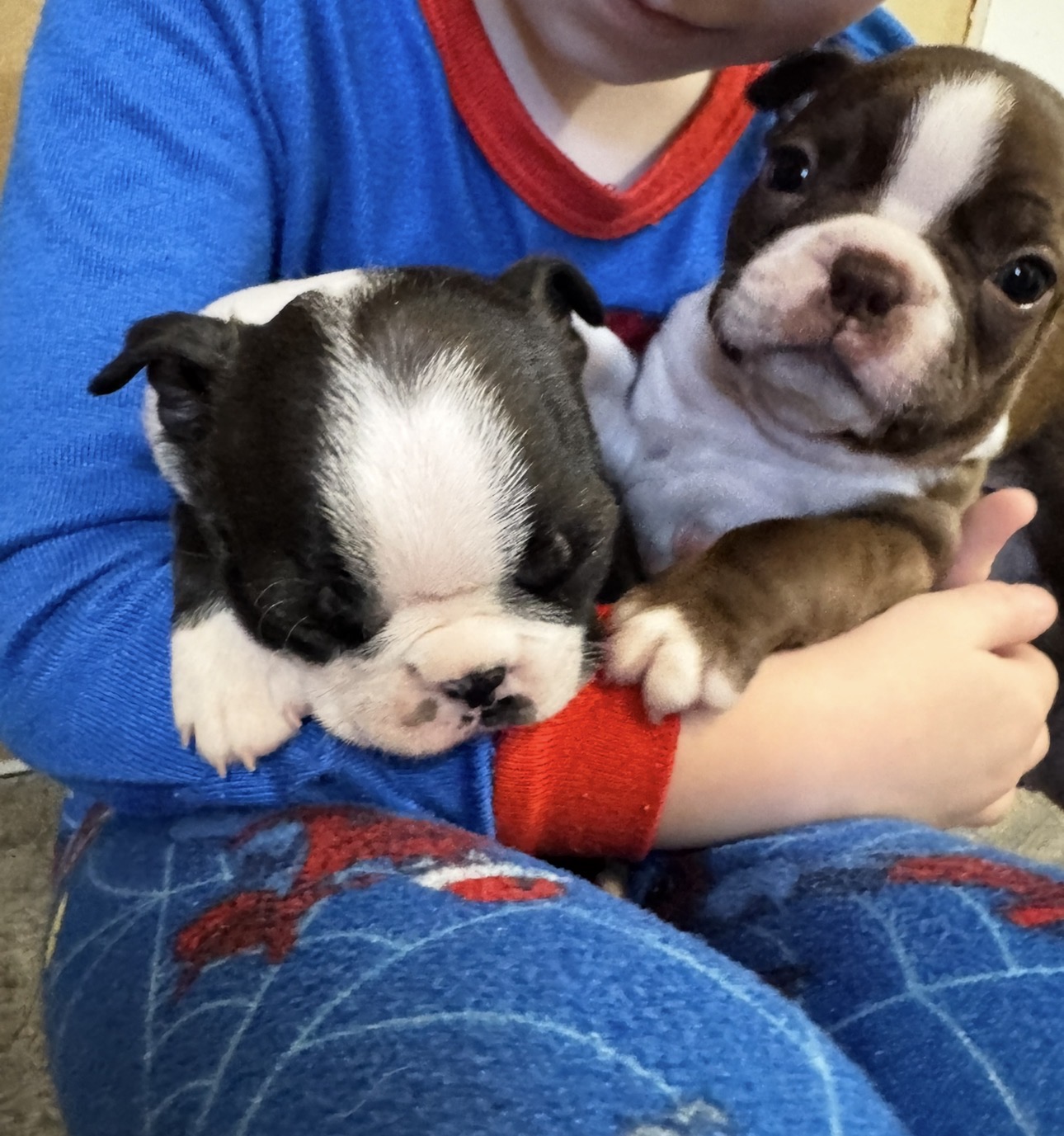 Boston Terrier image 2
