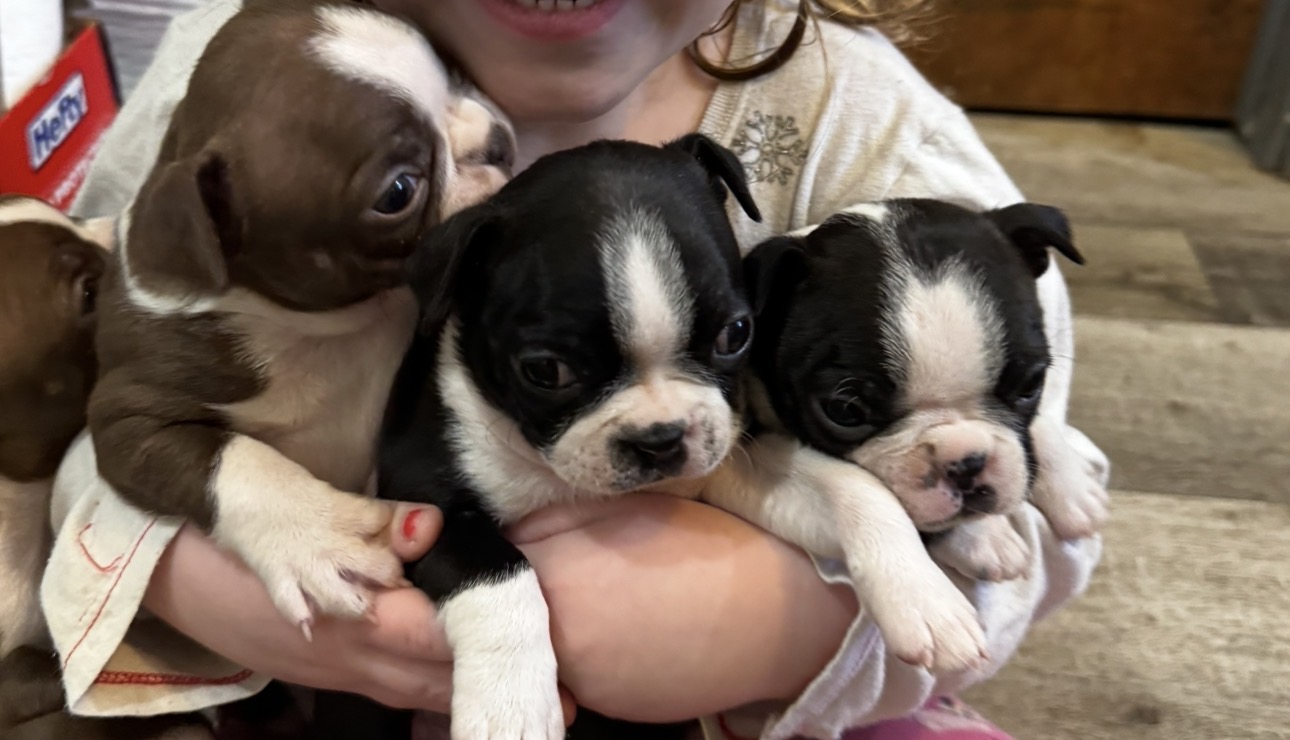Boston Terrier image 3