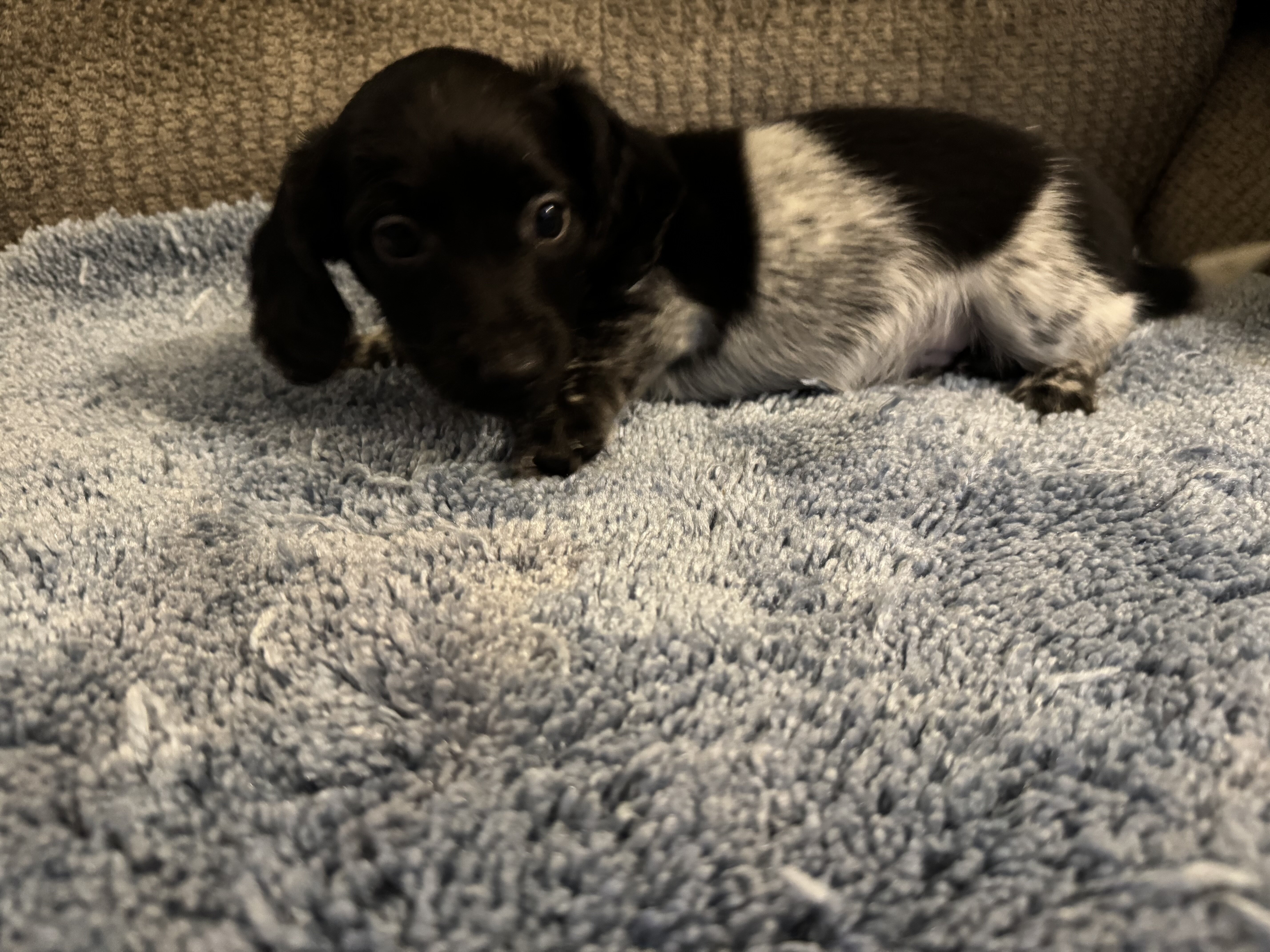 CKC registered Long Hair Miniature Dachshund puppi image 3
