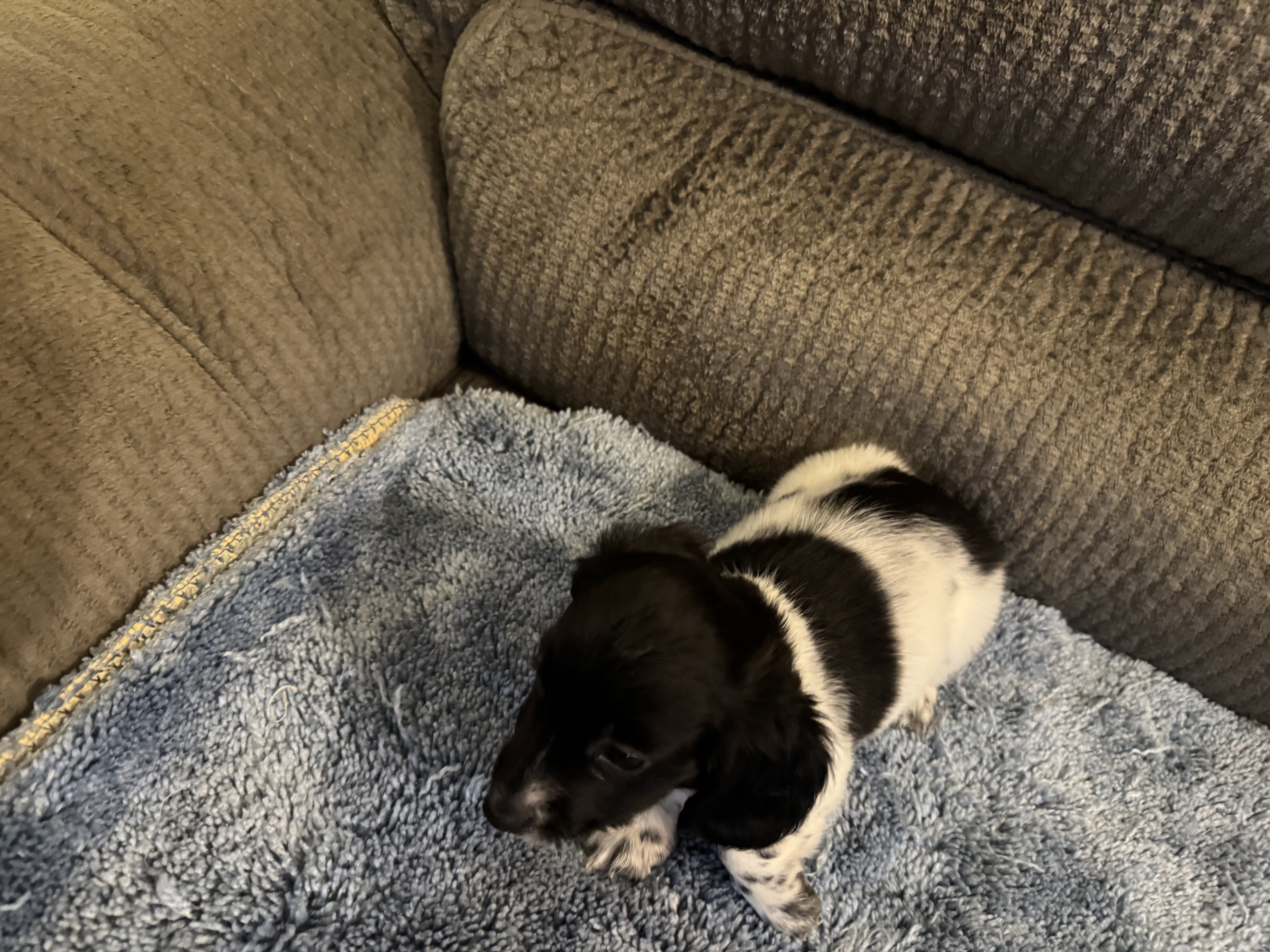 CKC registered Long Hair Miniature Dachshund puppi image 2