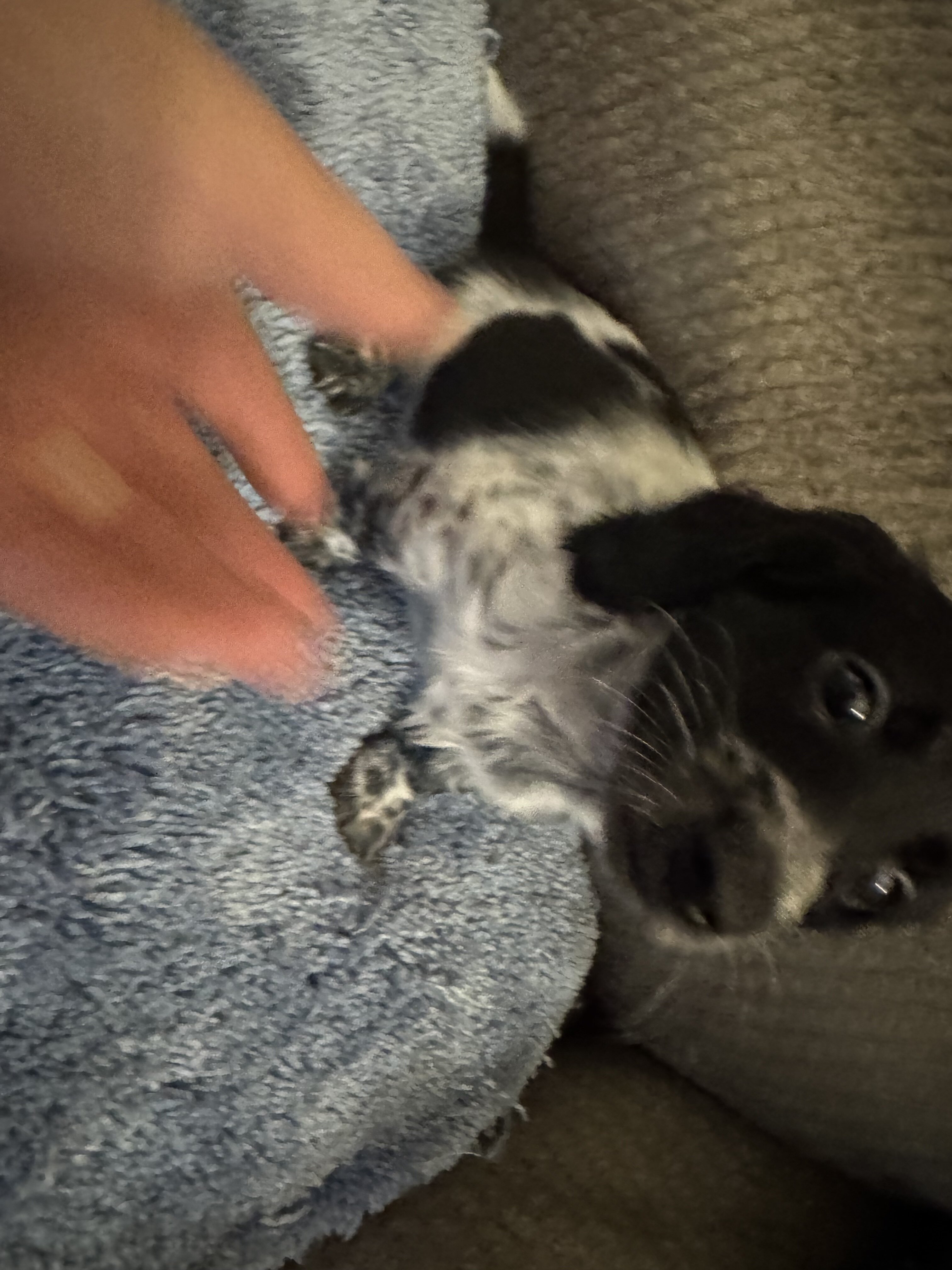 CKC registered Long Hair Miniature Dachshund puppi image 1