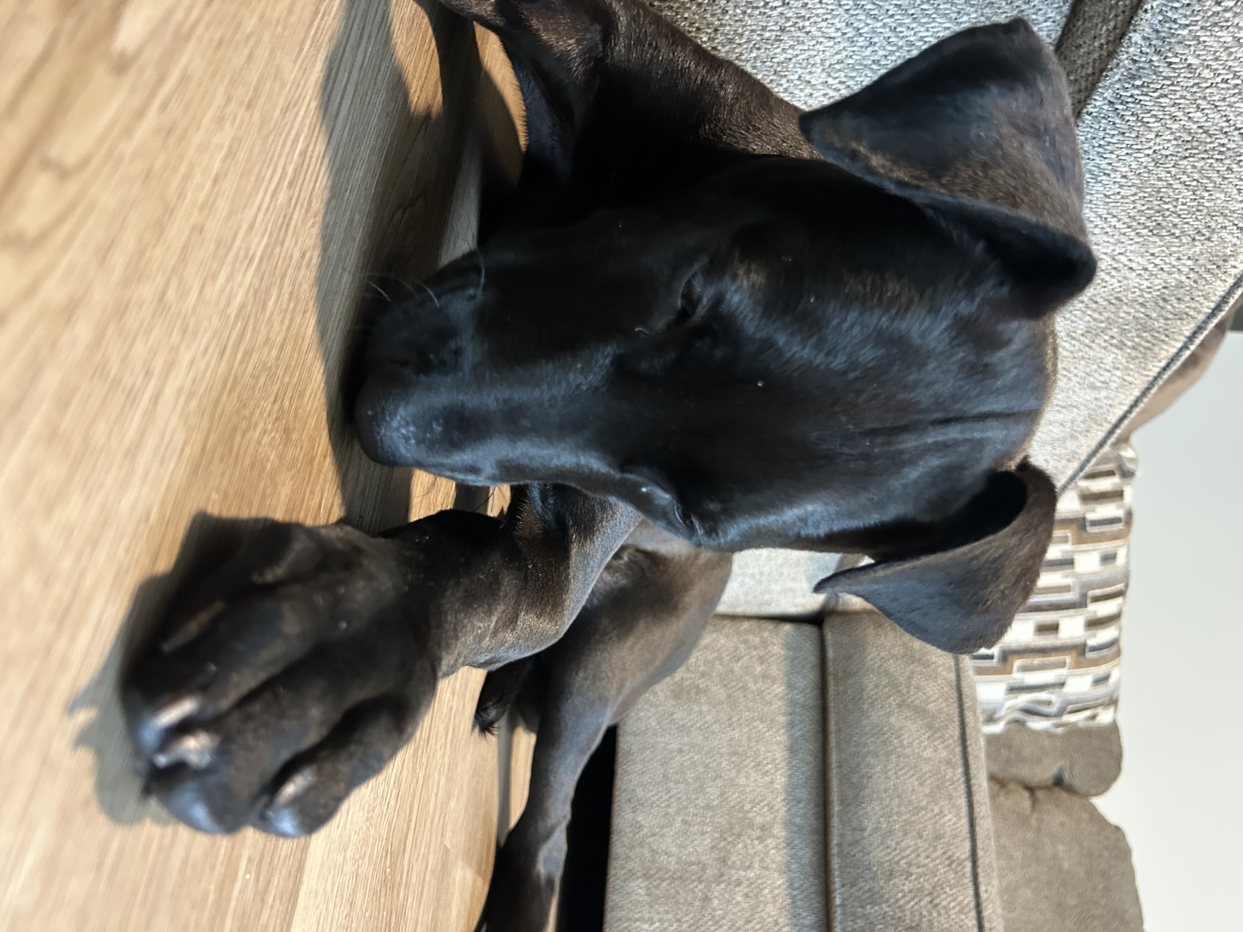 8-Month-Old Large Breed Puppy Needs Room to Run image 4