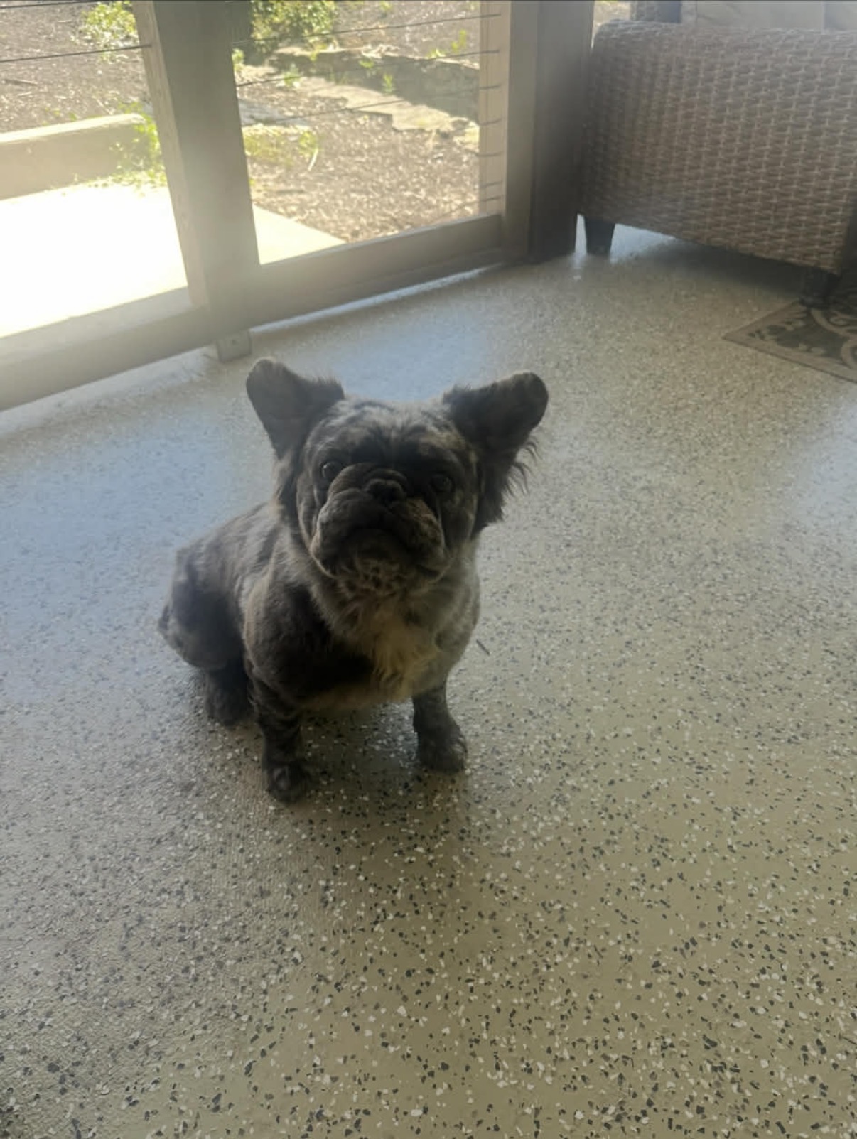 French bulldog image 2