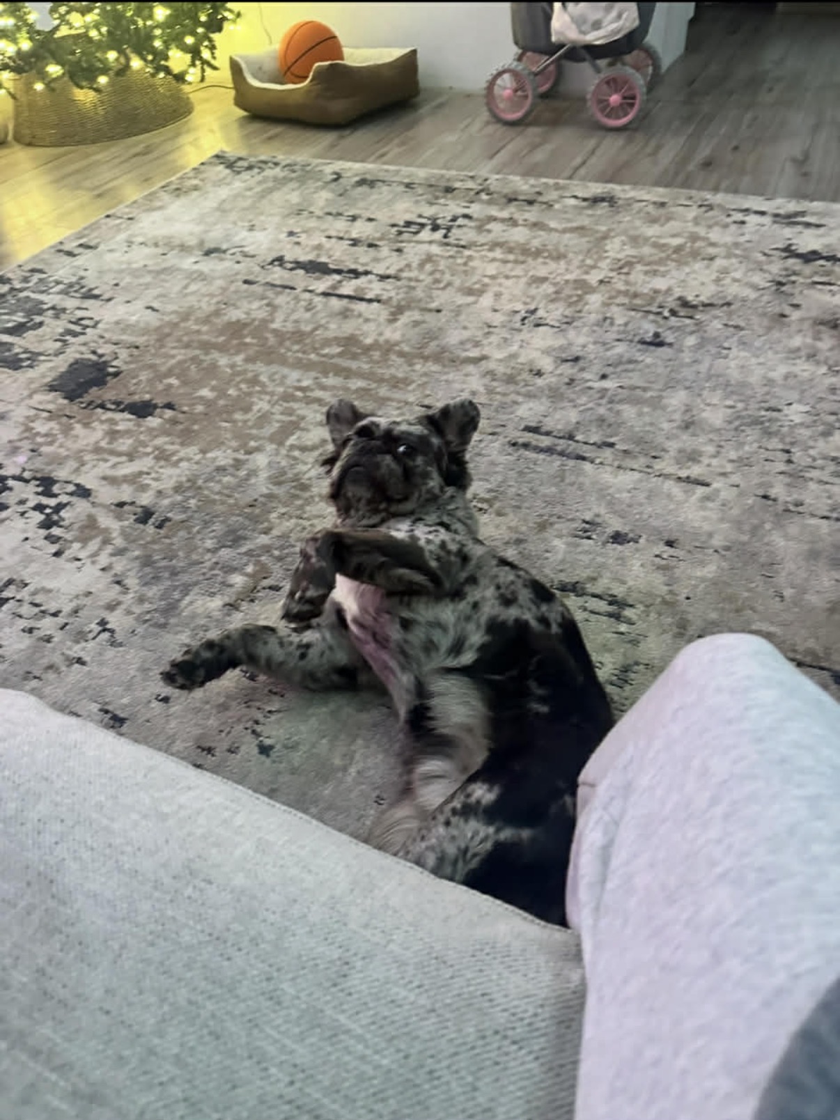French bulldog image 3