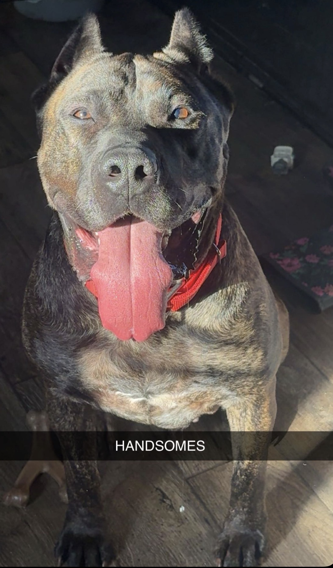 Mastiff image 1