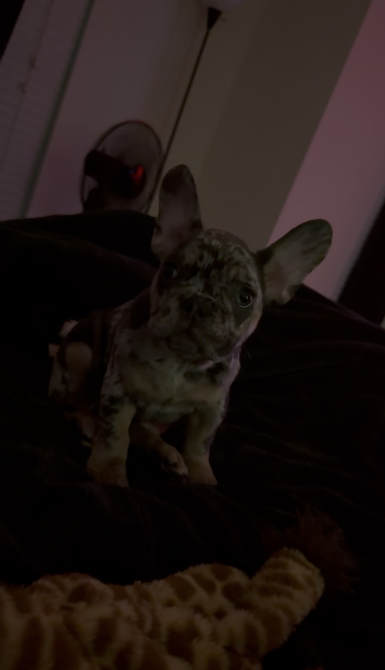 French bulldog image 2