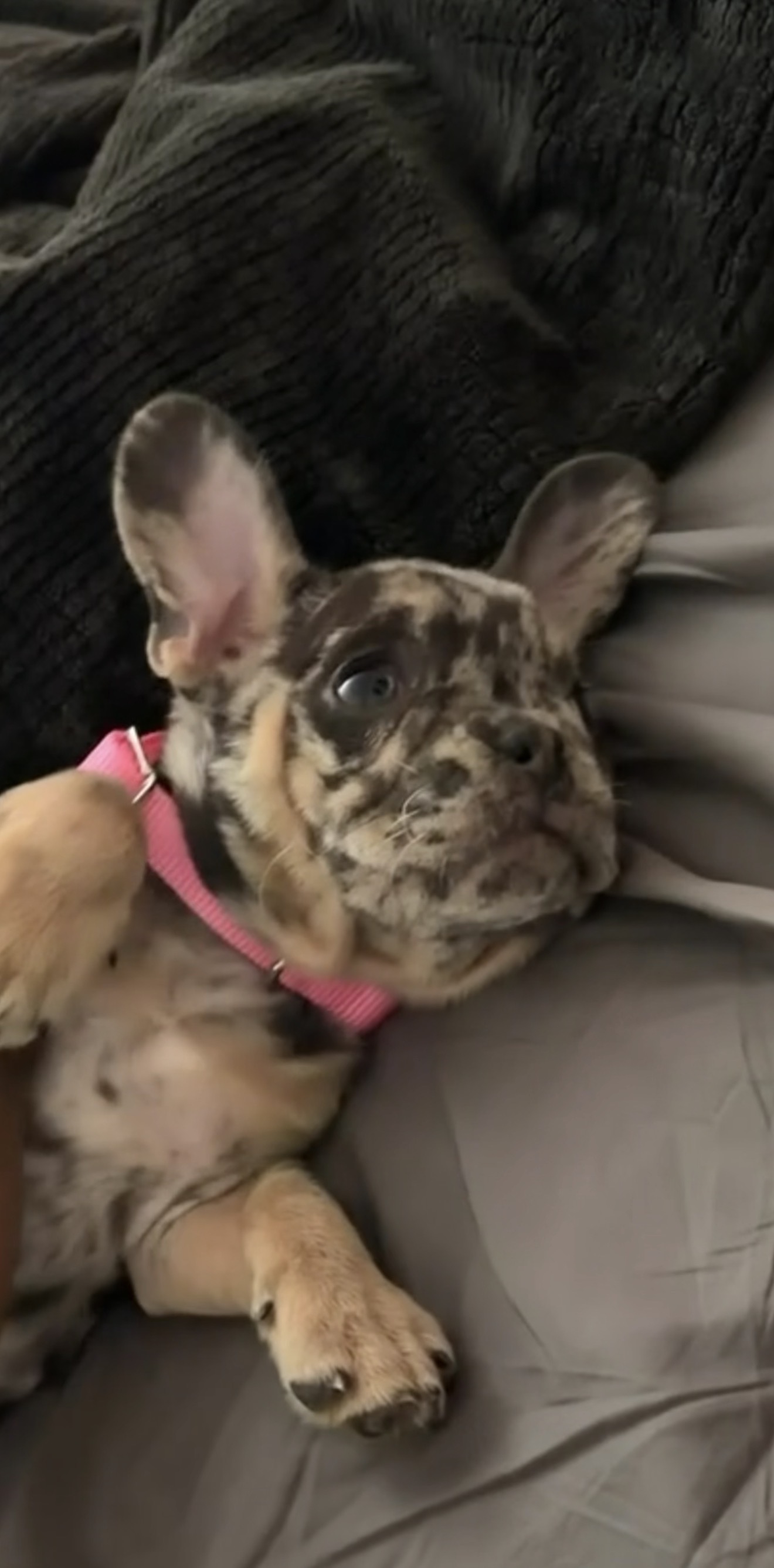 French bulldog image 1