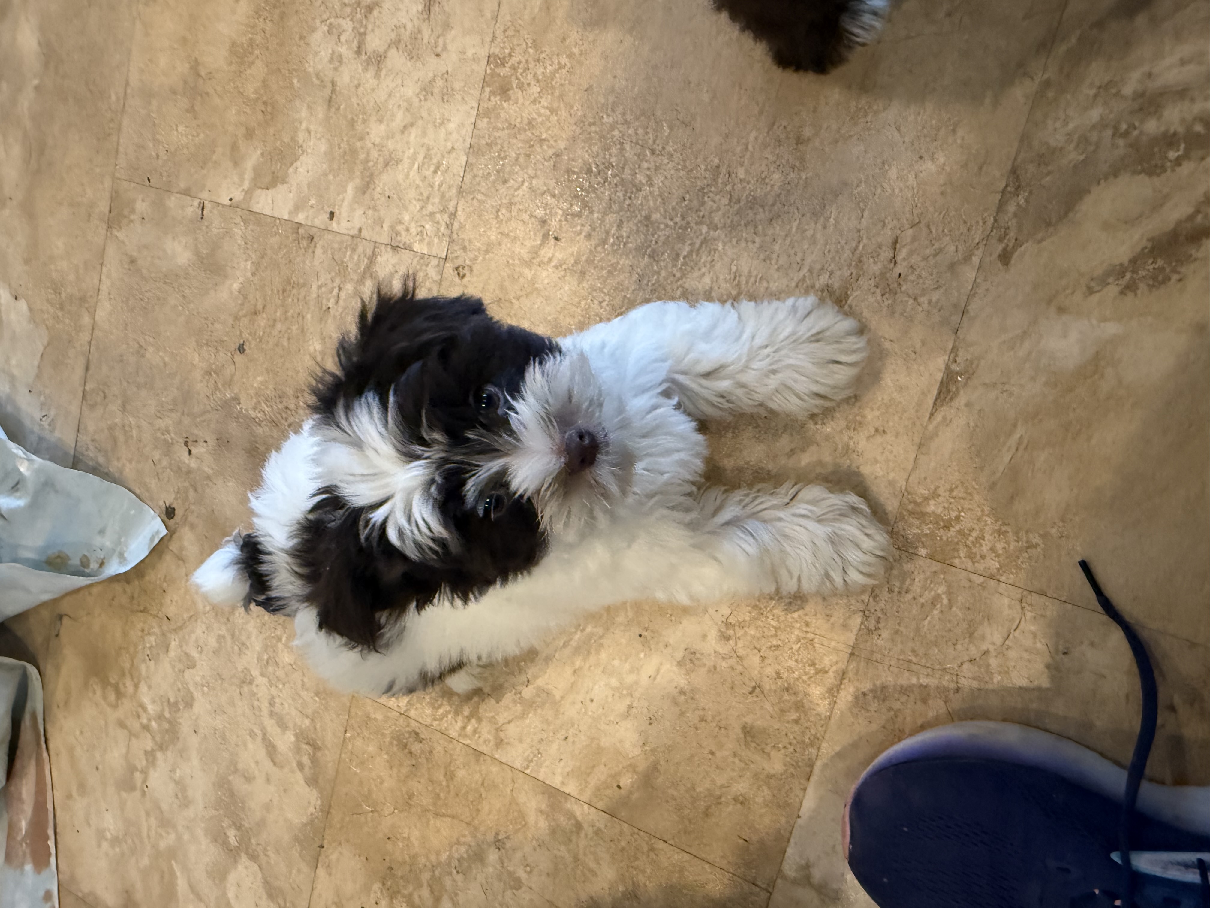 Puppies image 4